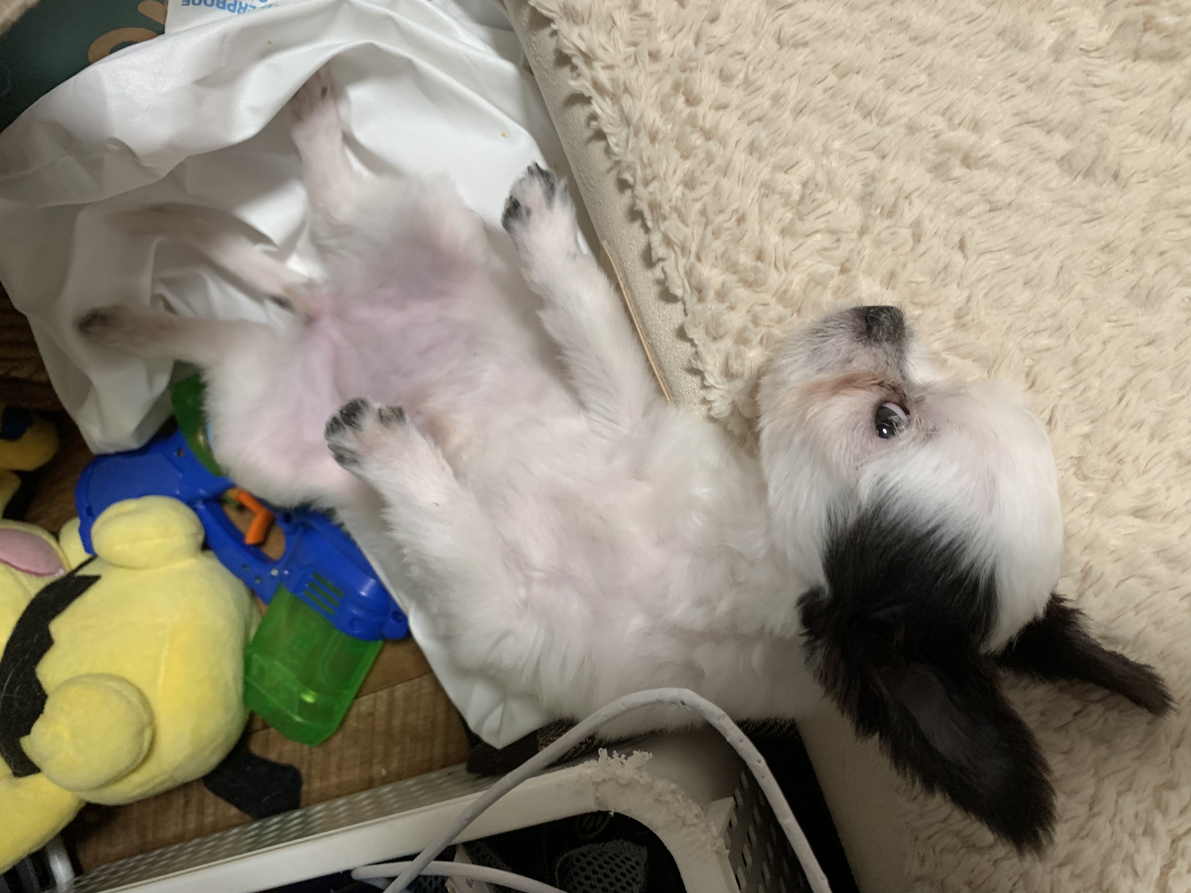 갈래 입양후기입니다