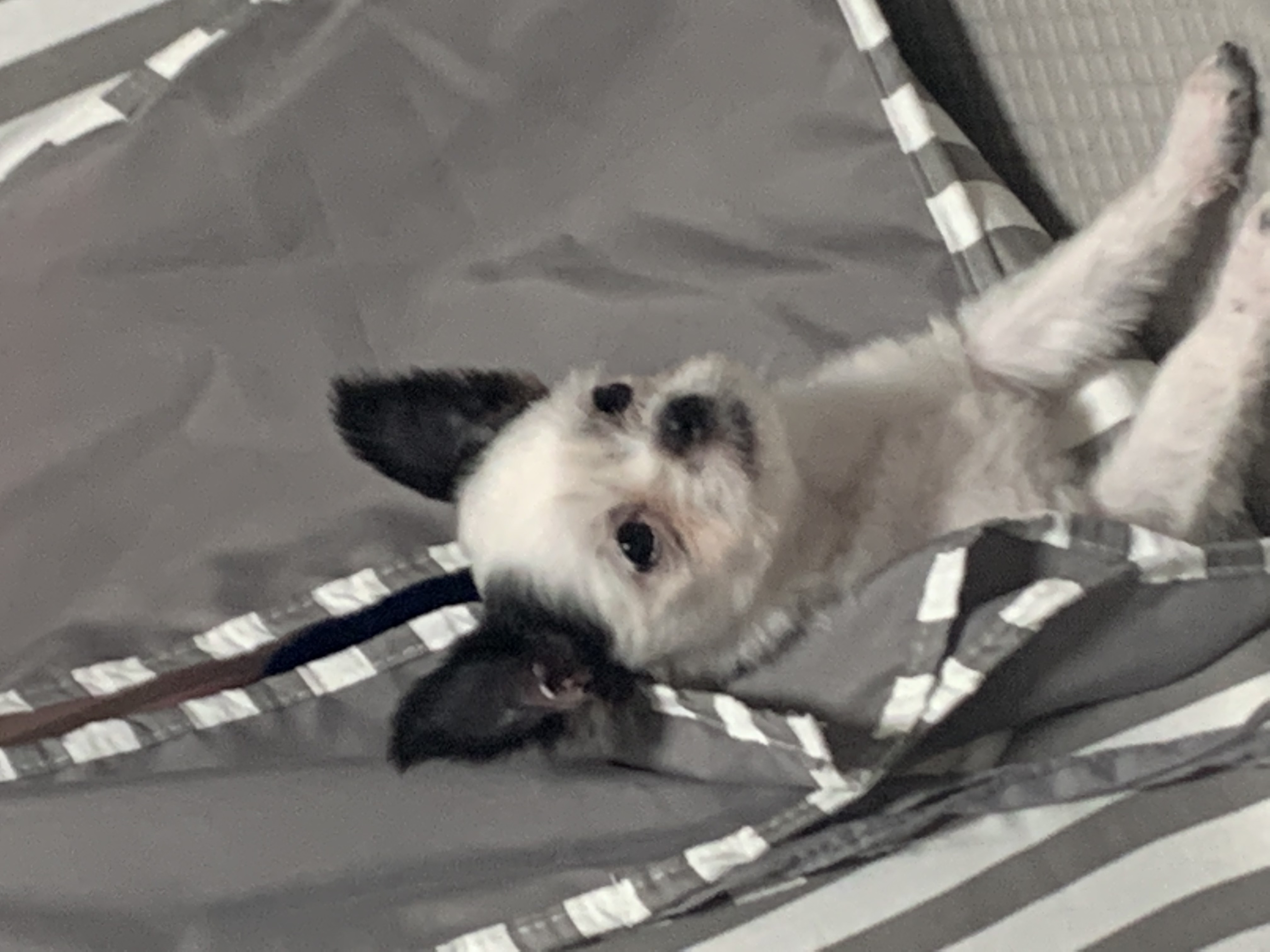 갈래 입양후기입니다