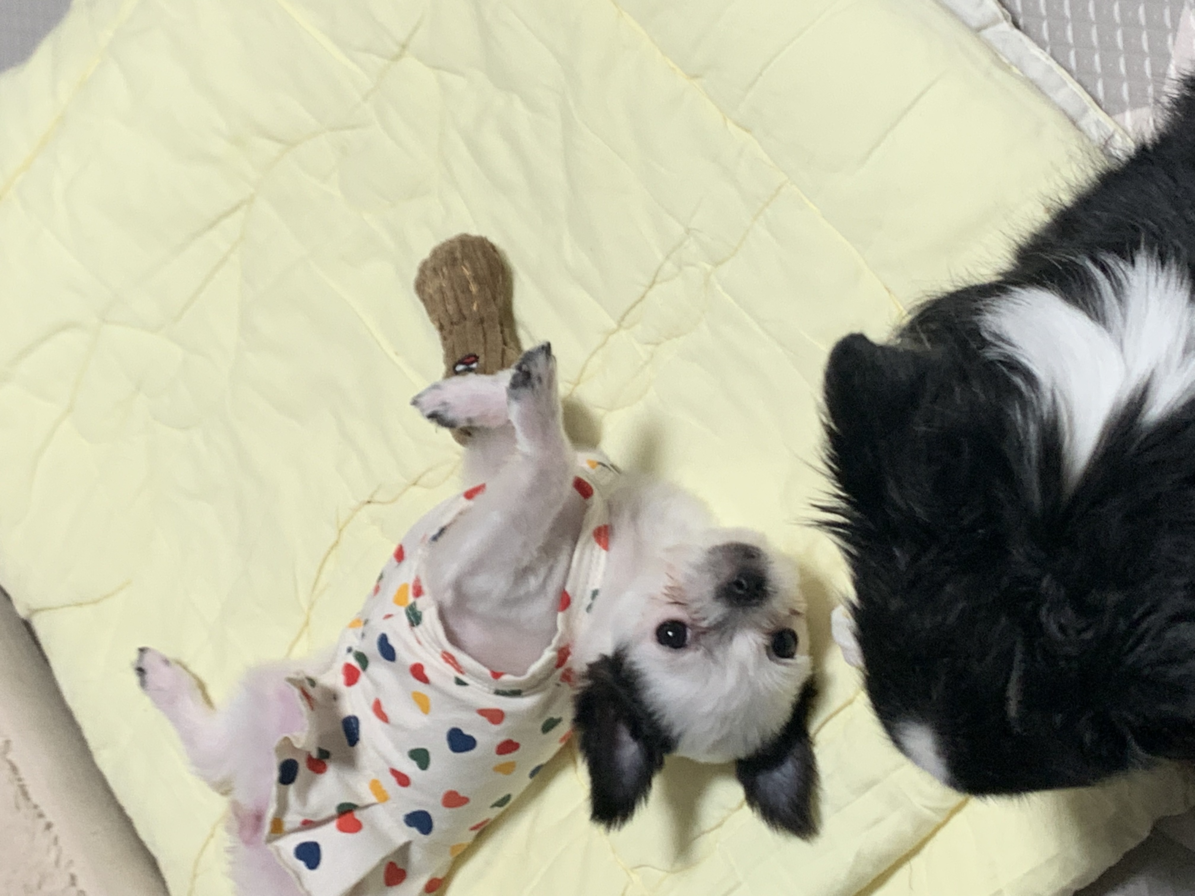 갈래 입양후기입니다