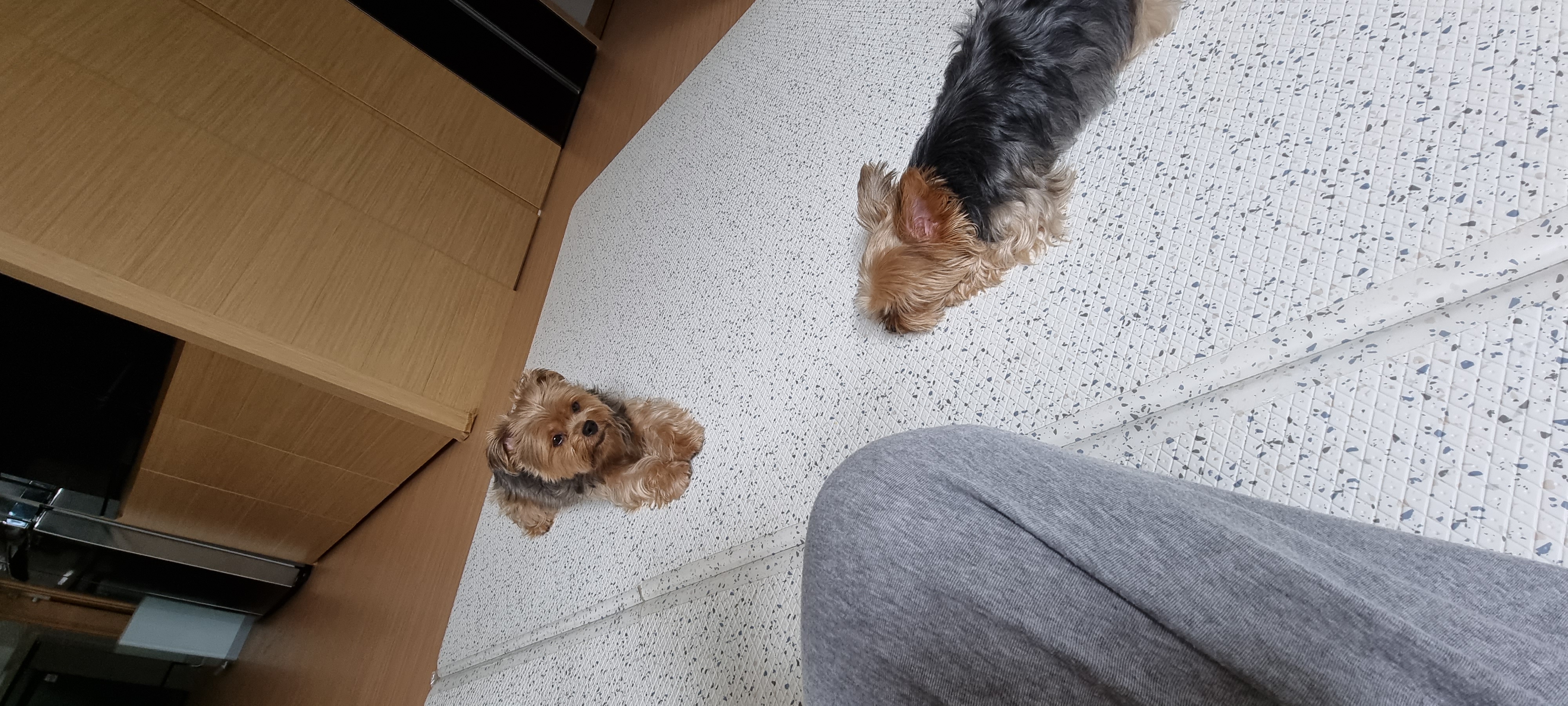 (올리) 오늘 임시보호 왔어요