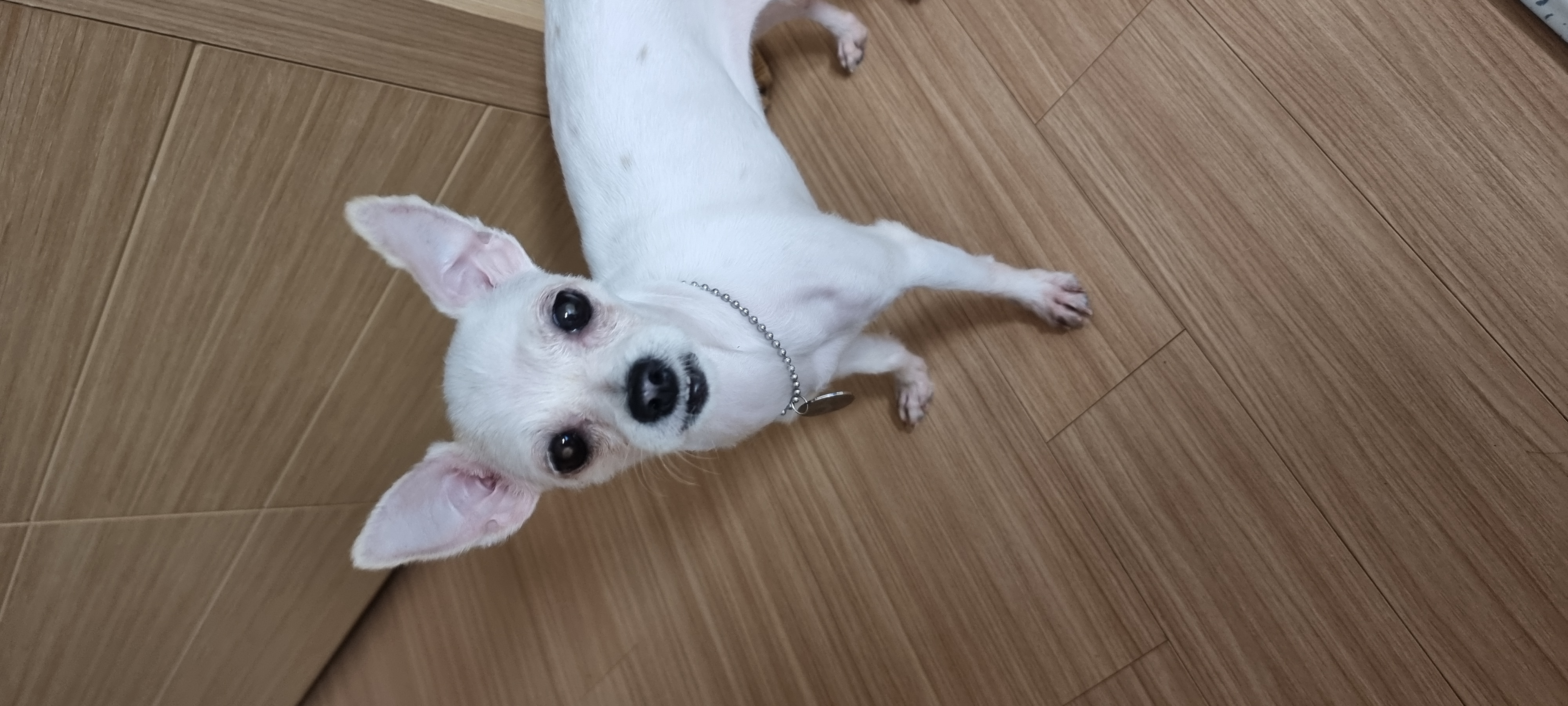 (올리) 오늘 임시보호 왔어요