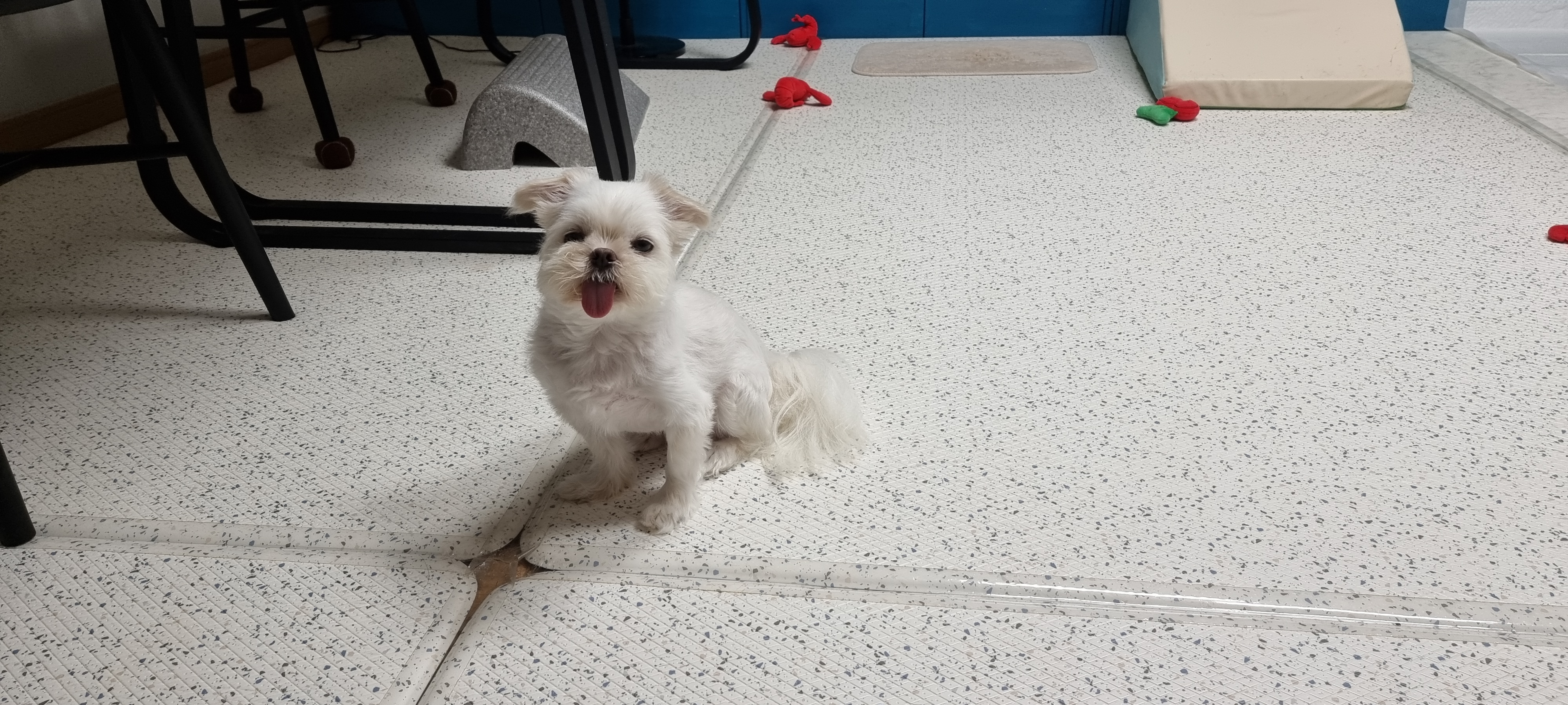 (올리) 오늘 임시보호 왔어요