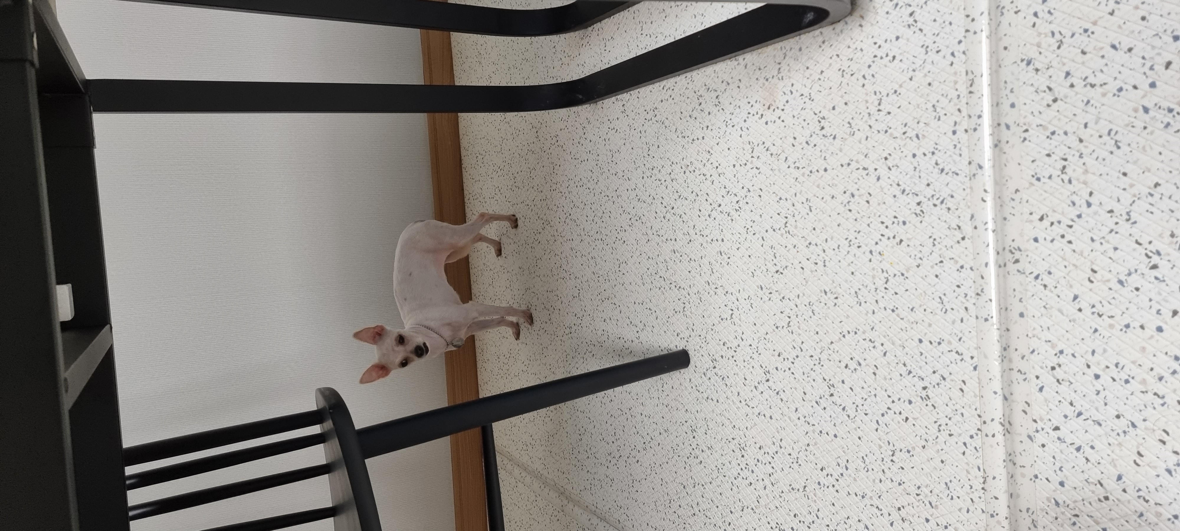 (올리) 오늘 임시보호 왔어요