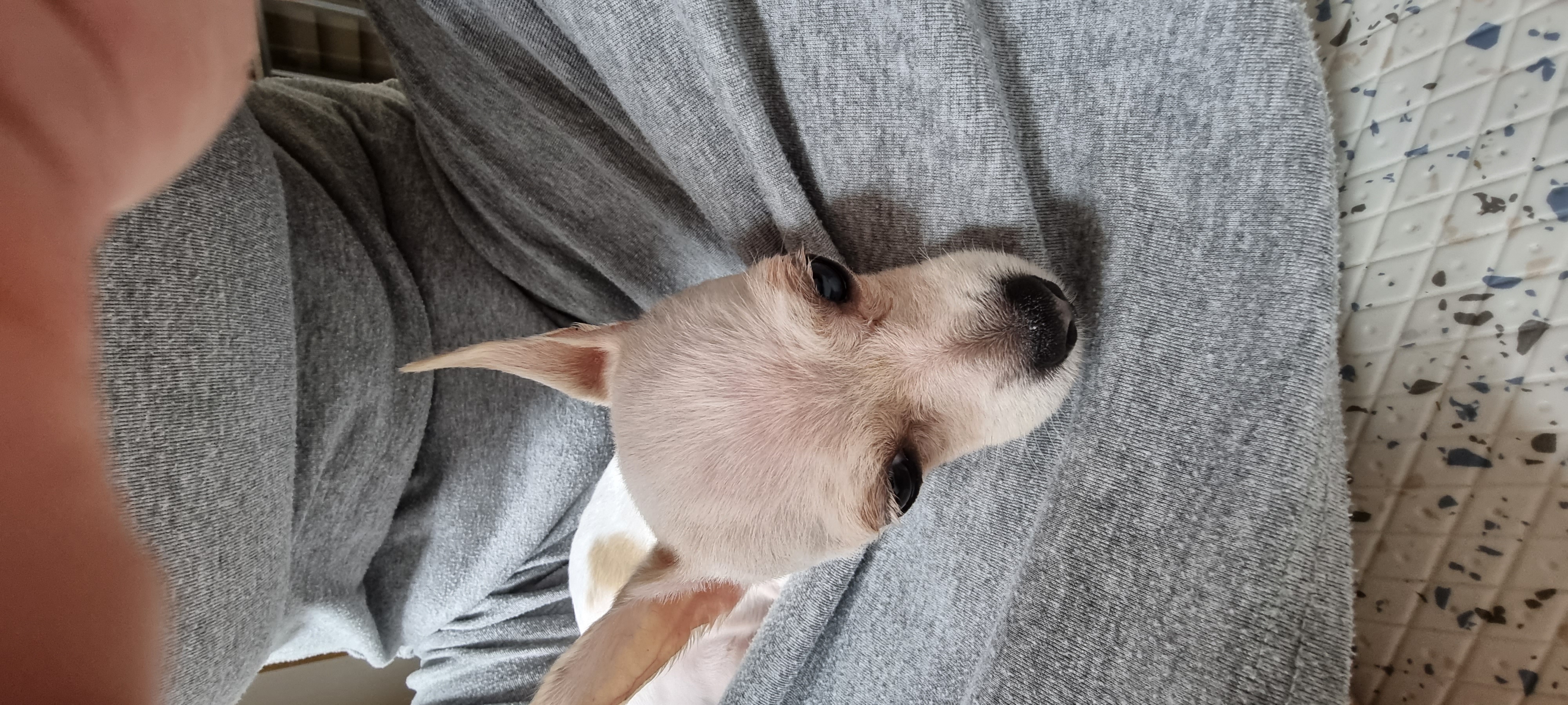 (올리) 오늘 임시보호 왔어요