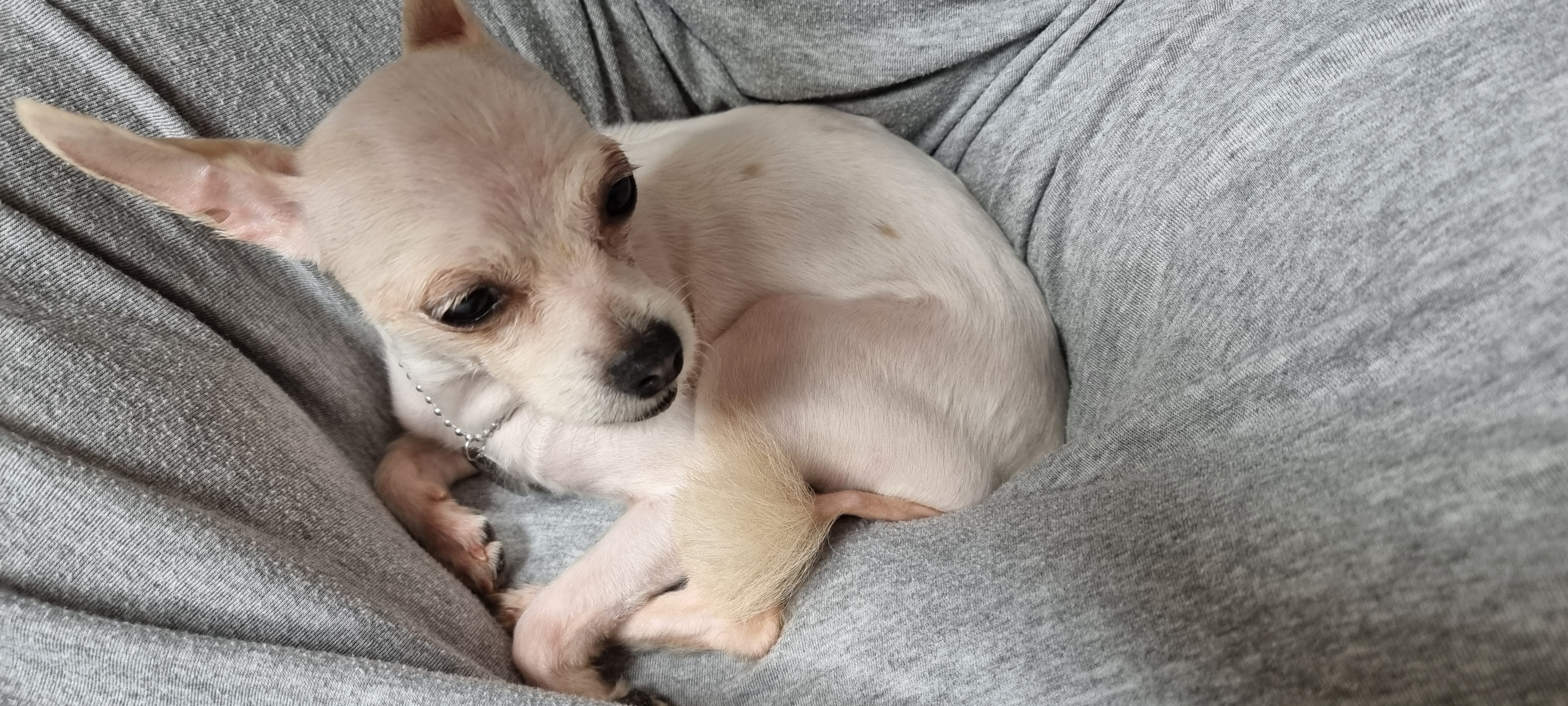 (올리) 임시보호 2일차