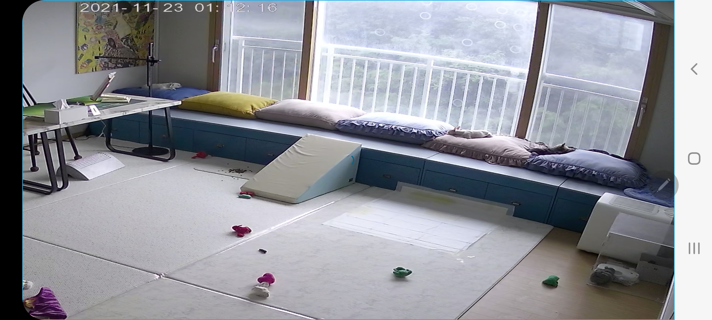 (올리) 임시보호 2일차