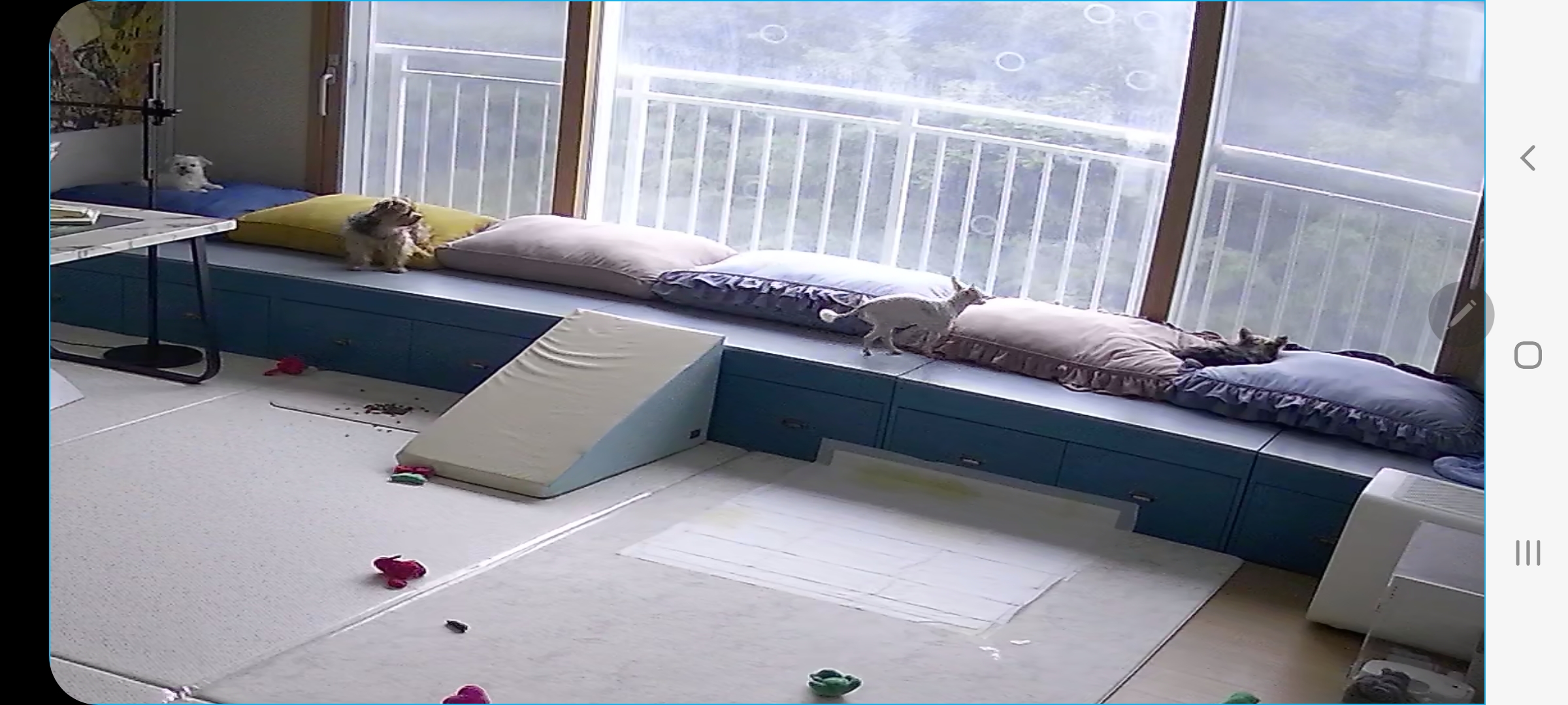 (올리) 임시보호 2일차