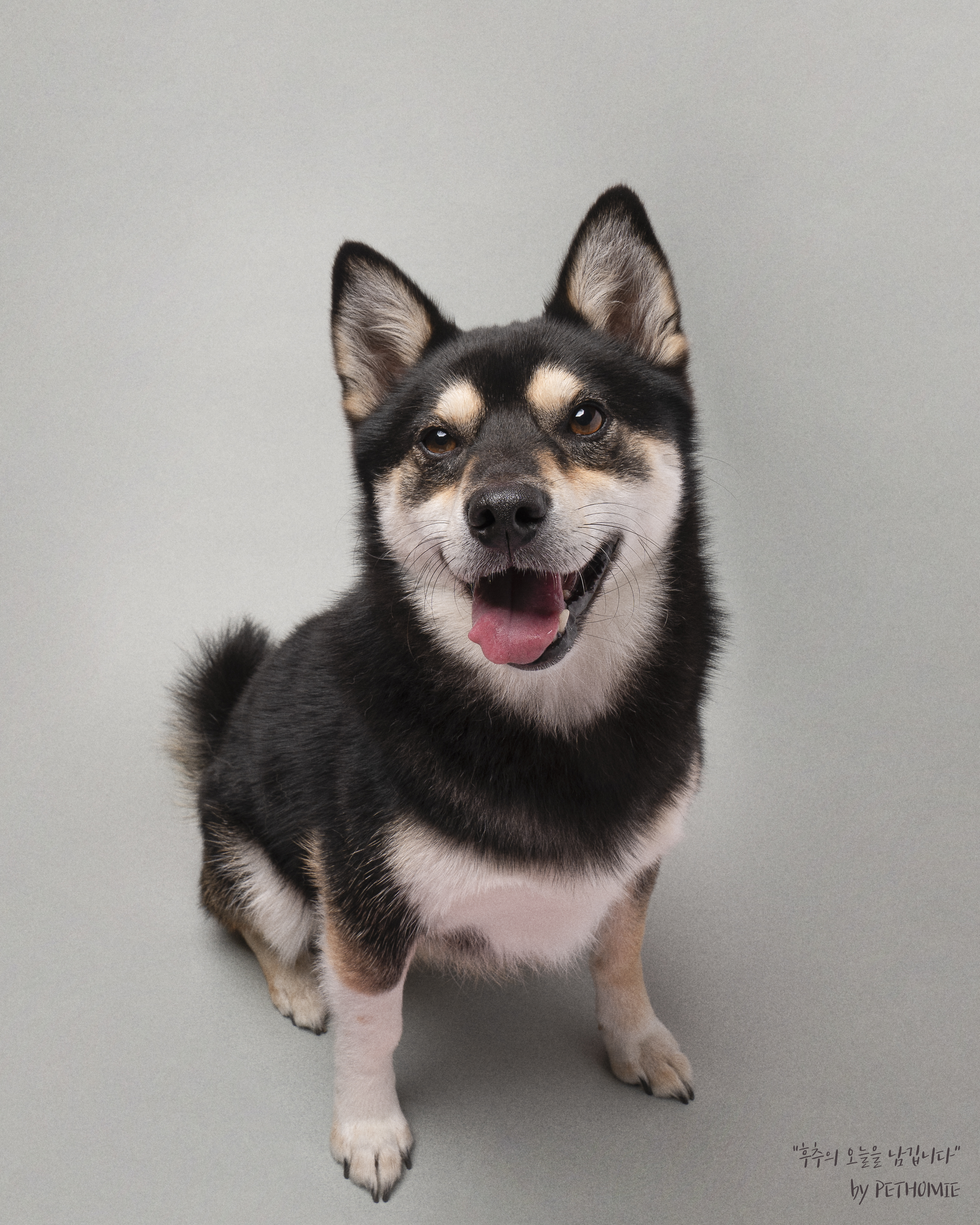 후추 (전. 우주) 입양 2년 후기