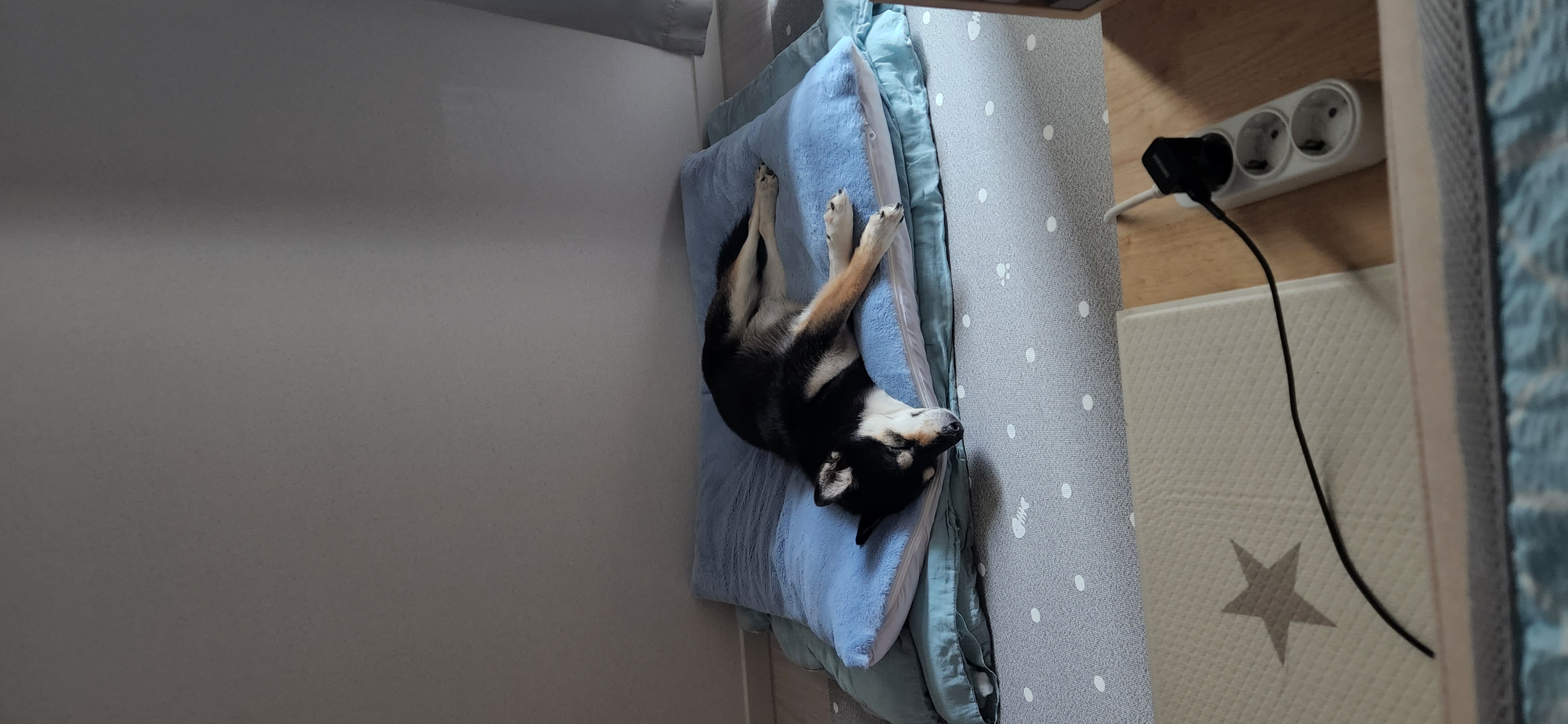 후추 (전. 우주) 입양 2년 후기