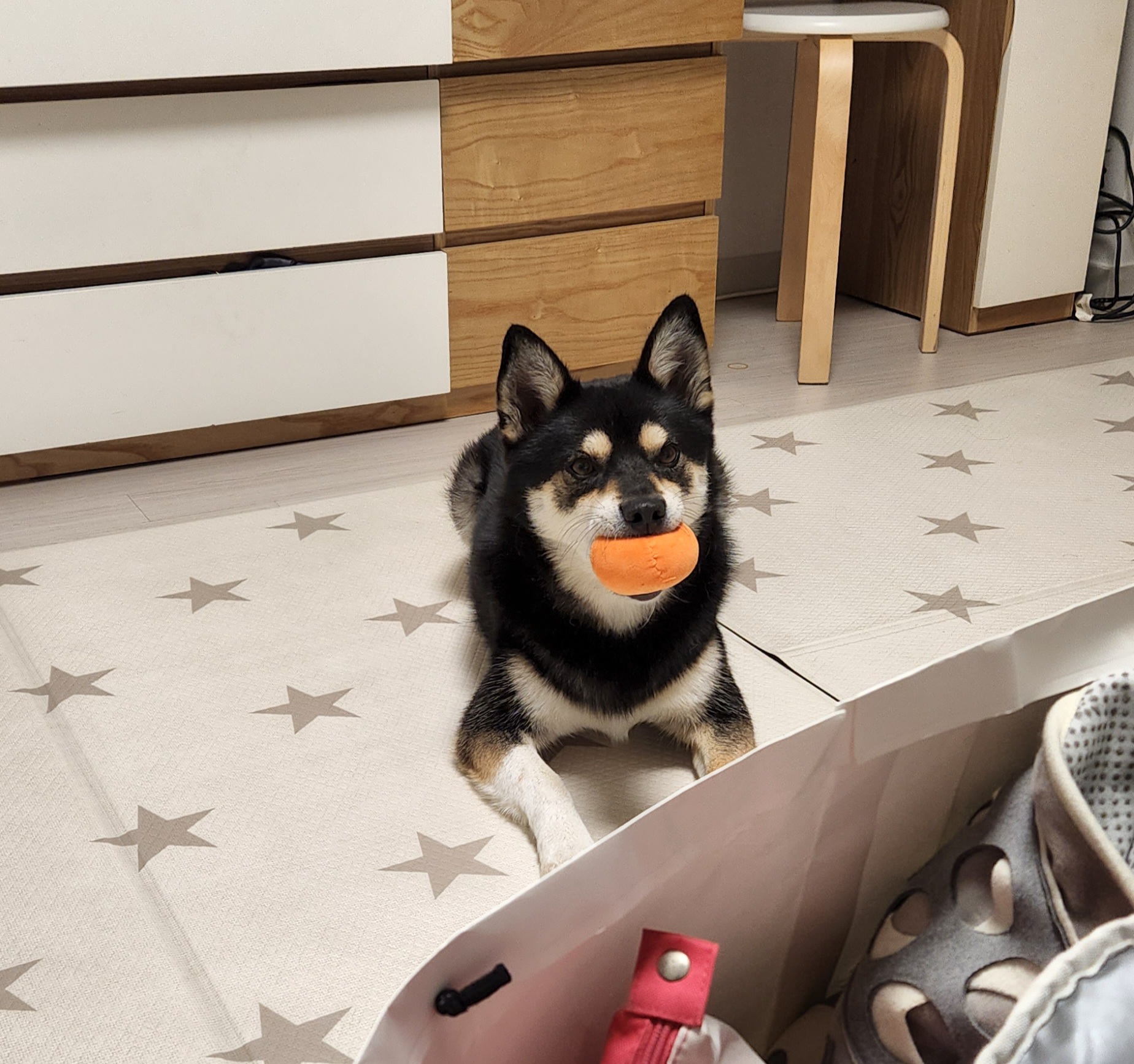 후추 (전. 우주) 입양 2년 후기