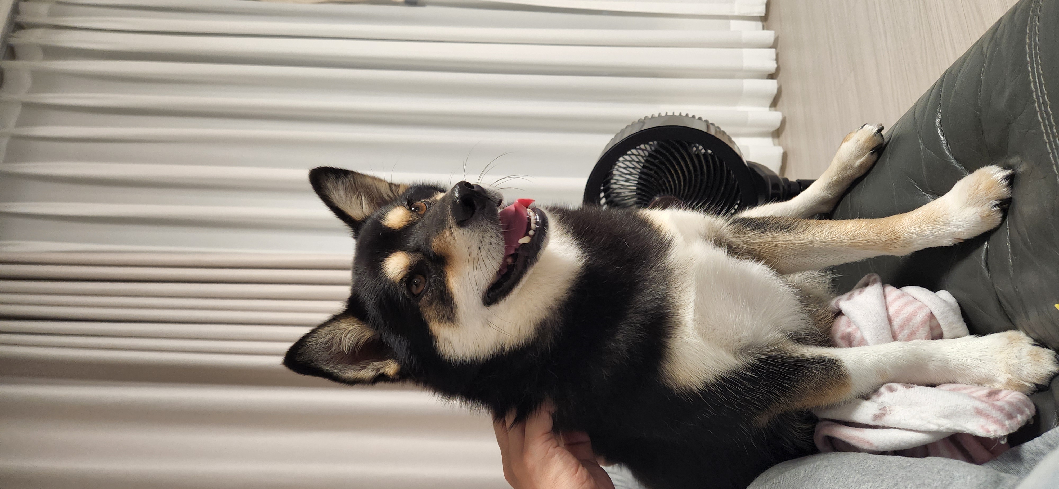 후추 (전. 우주) 입양 2년 후기