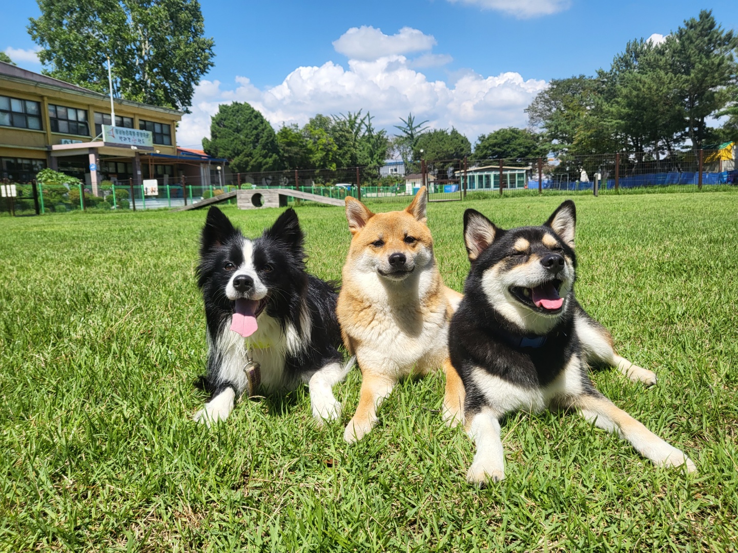 후추 (전. 우주) 입양 2년 후기