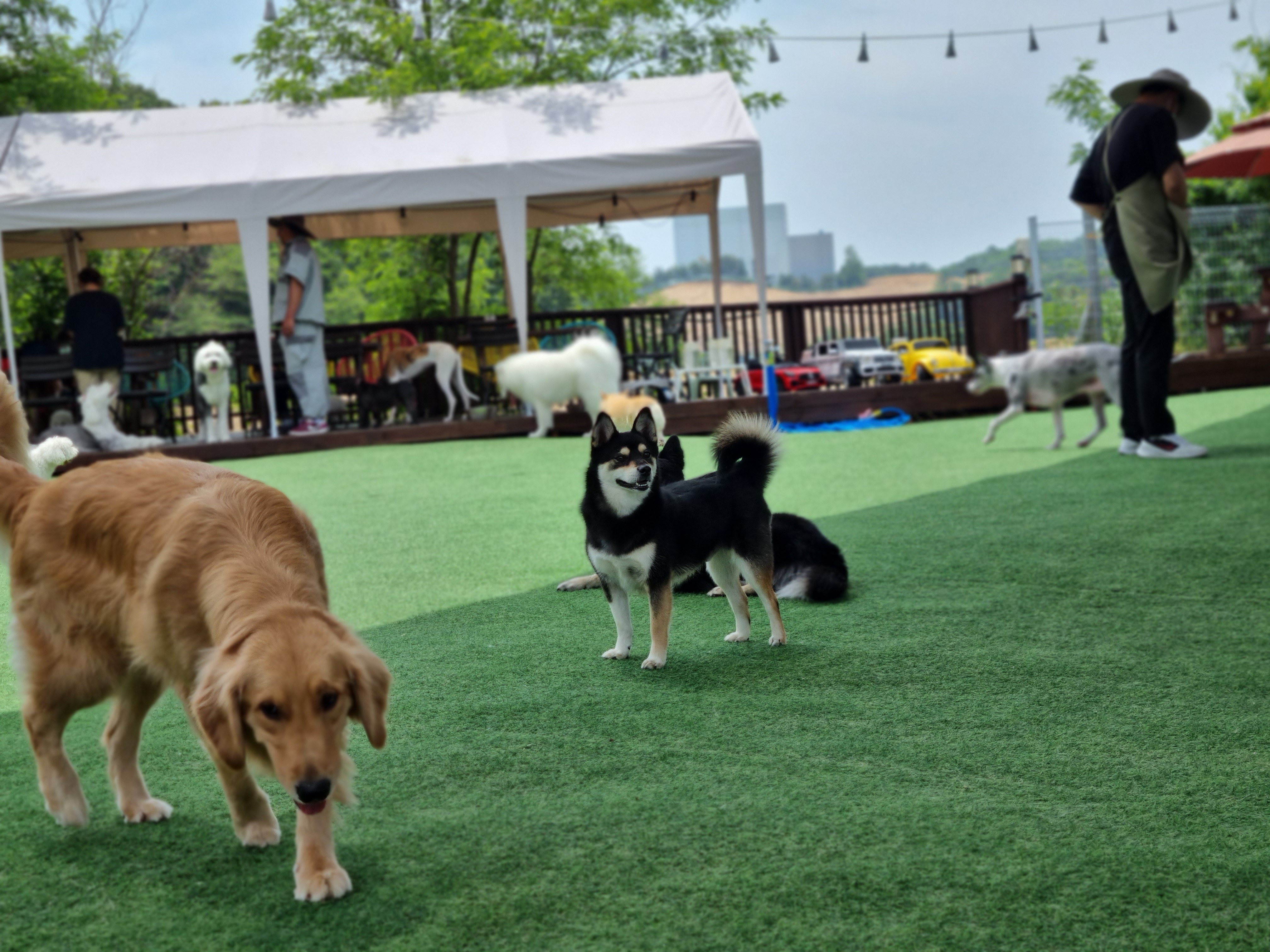 후추 (전. 우주) 입양 2년 후기