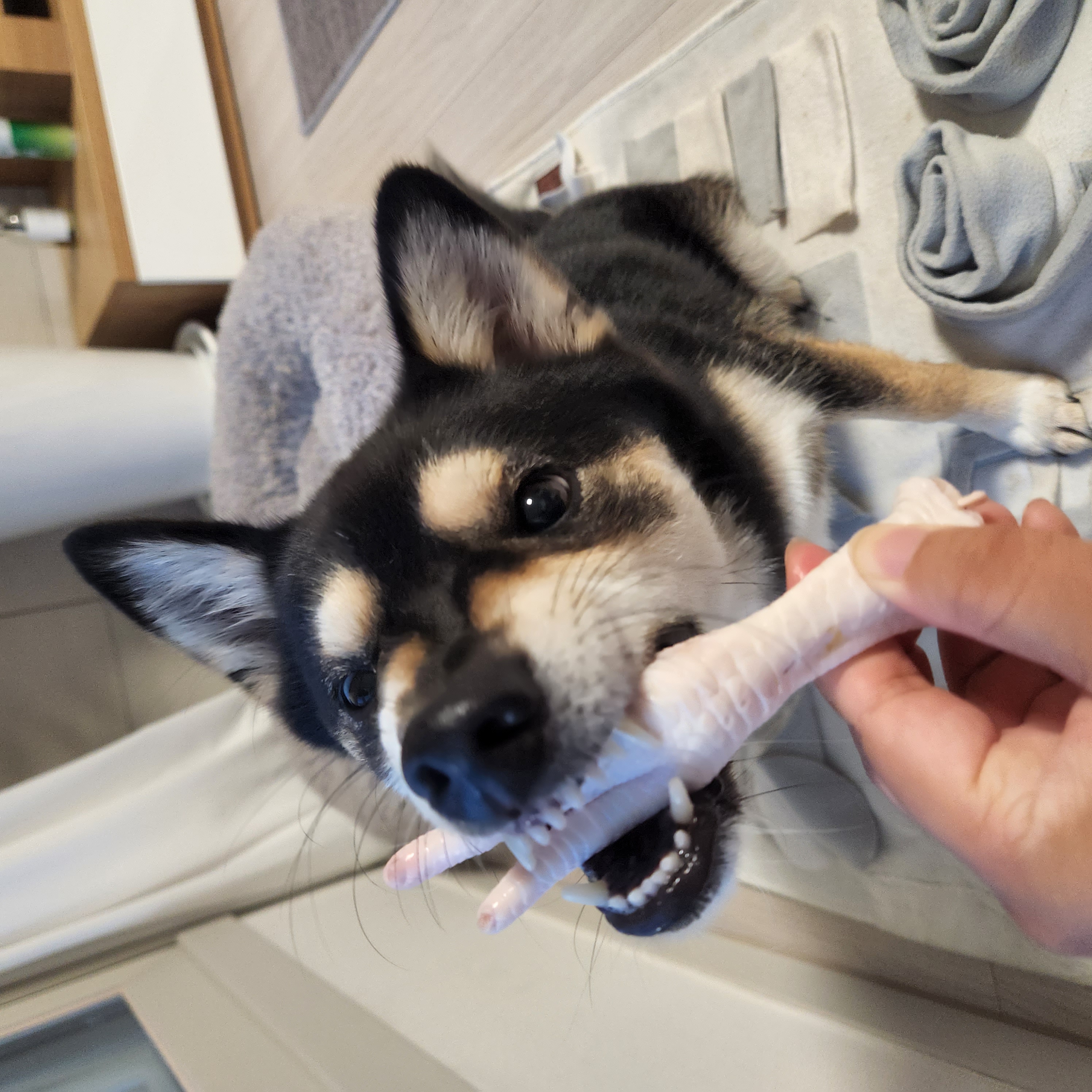 후추 (전. 우주) 입양 2년 후기