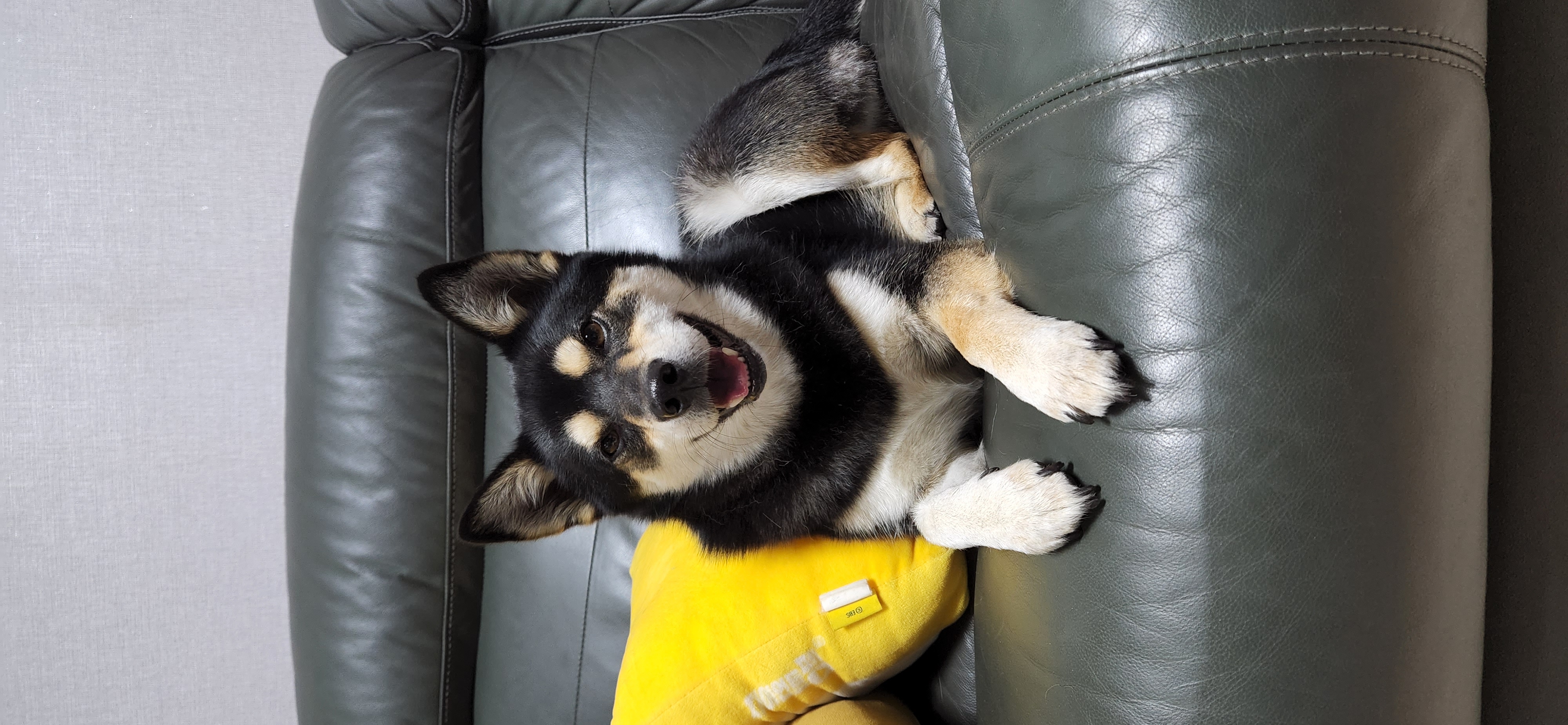 후추 (전. 우주) 입양 2년 후기