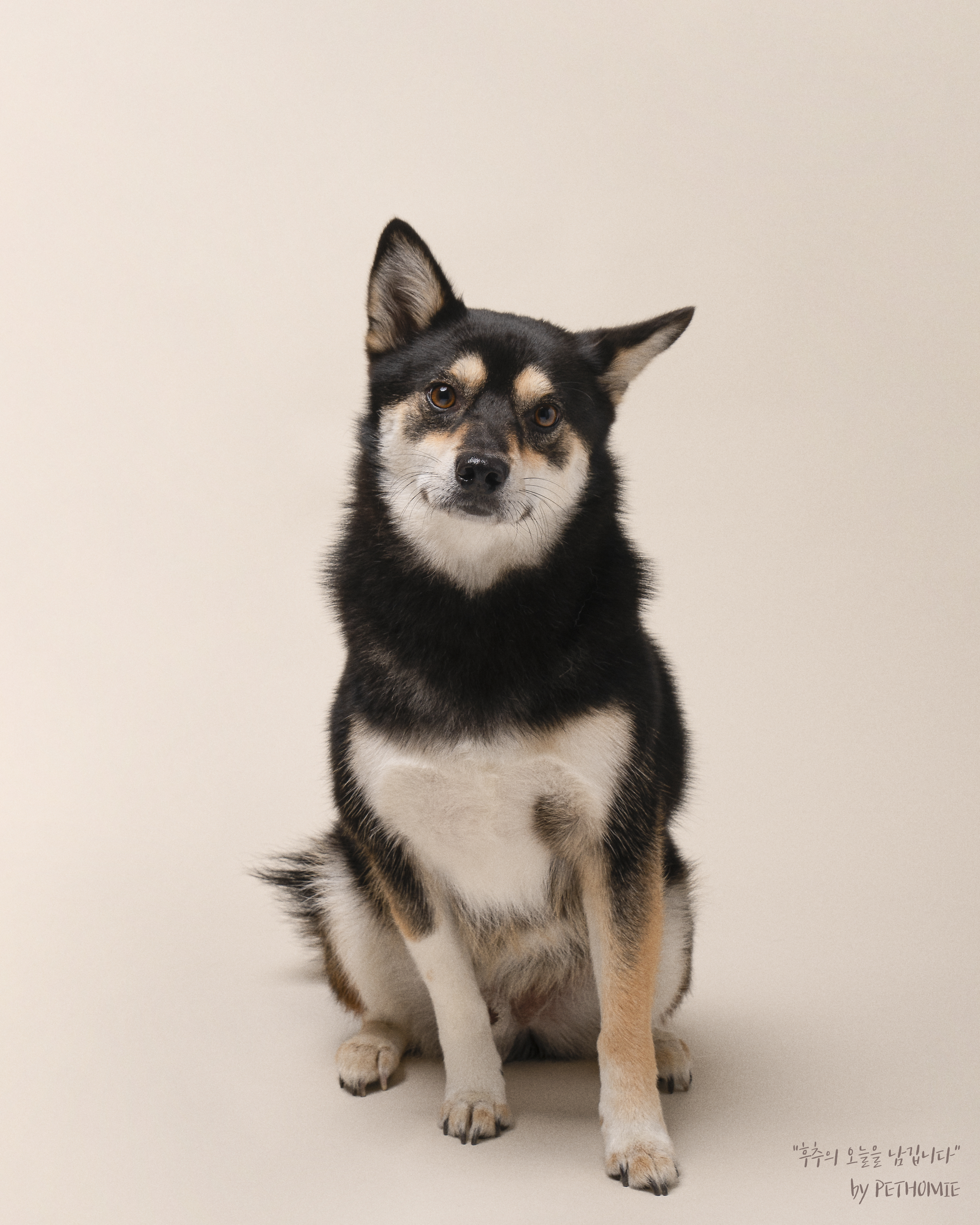 후추 (전. 우주) 입양 2년 후기