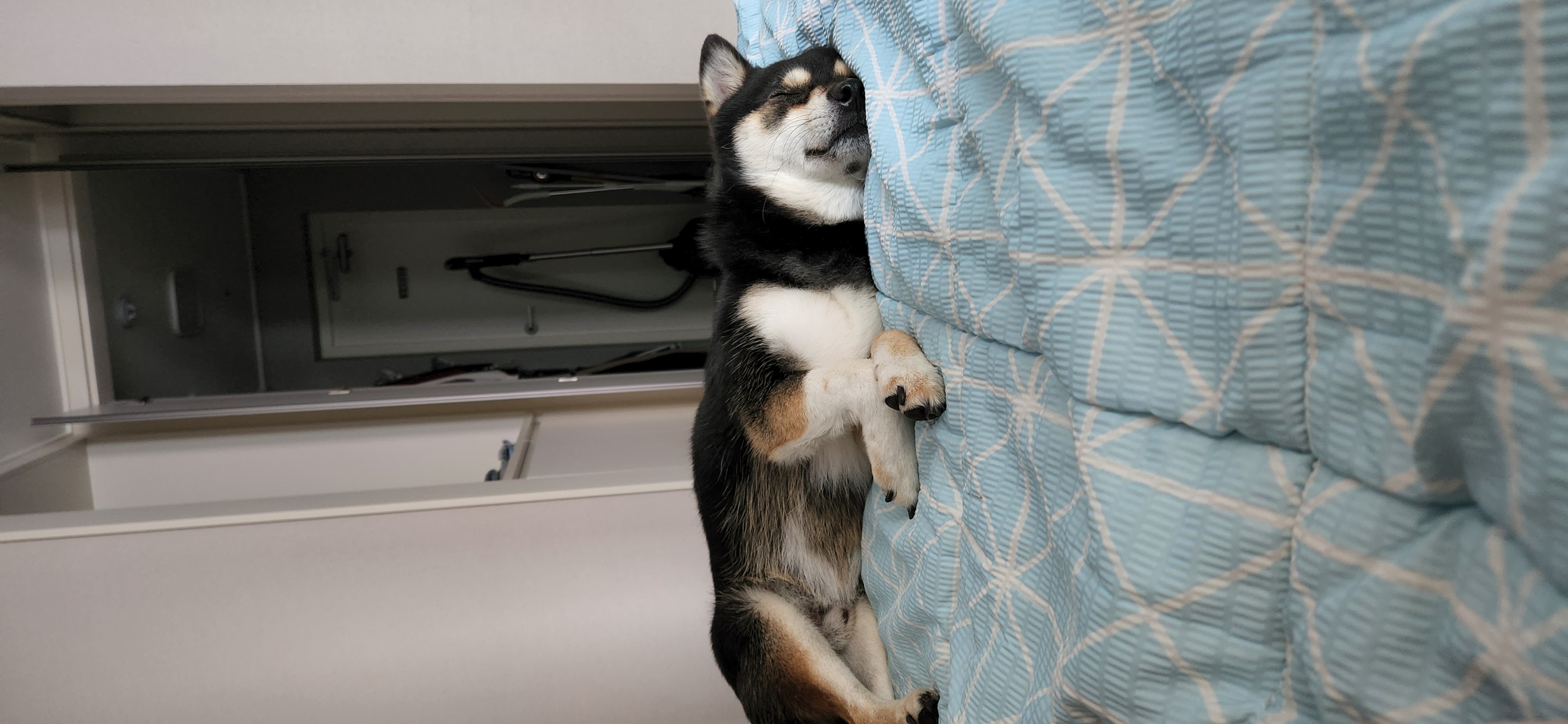 후추 (전. 우주) 입양 2년 후기