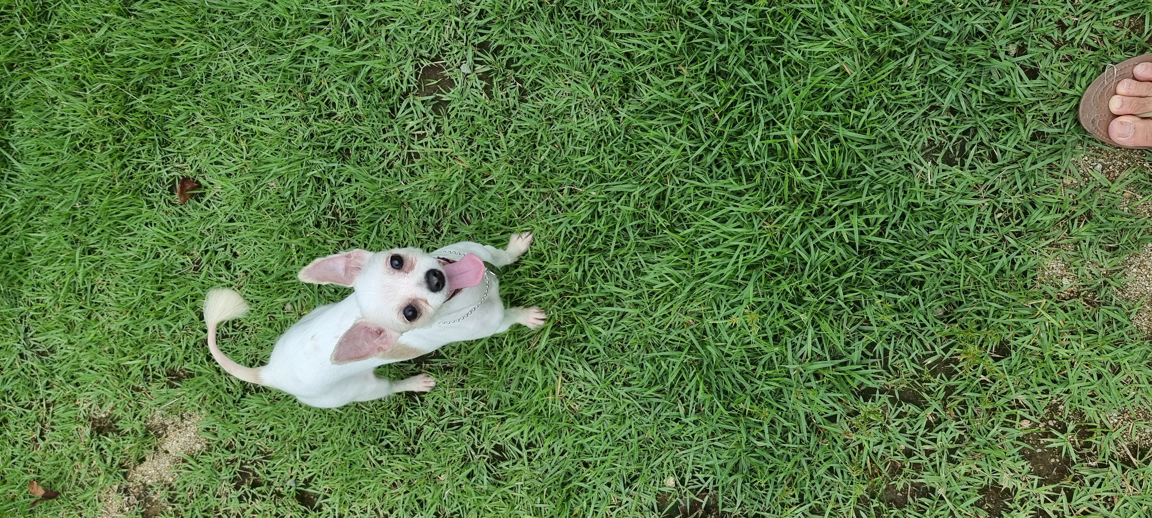 (올리) 산책 적응 완료