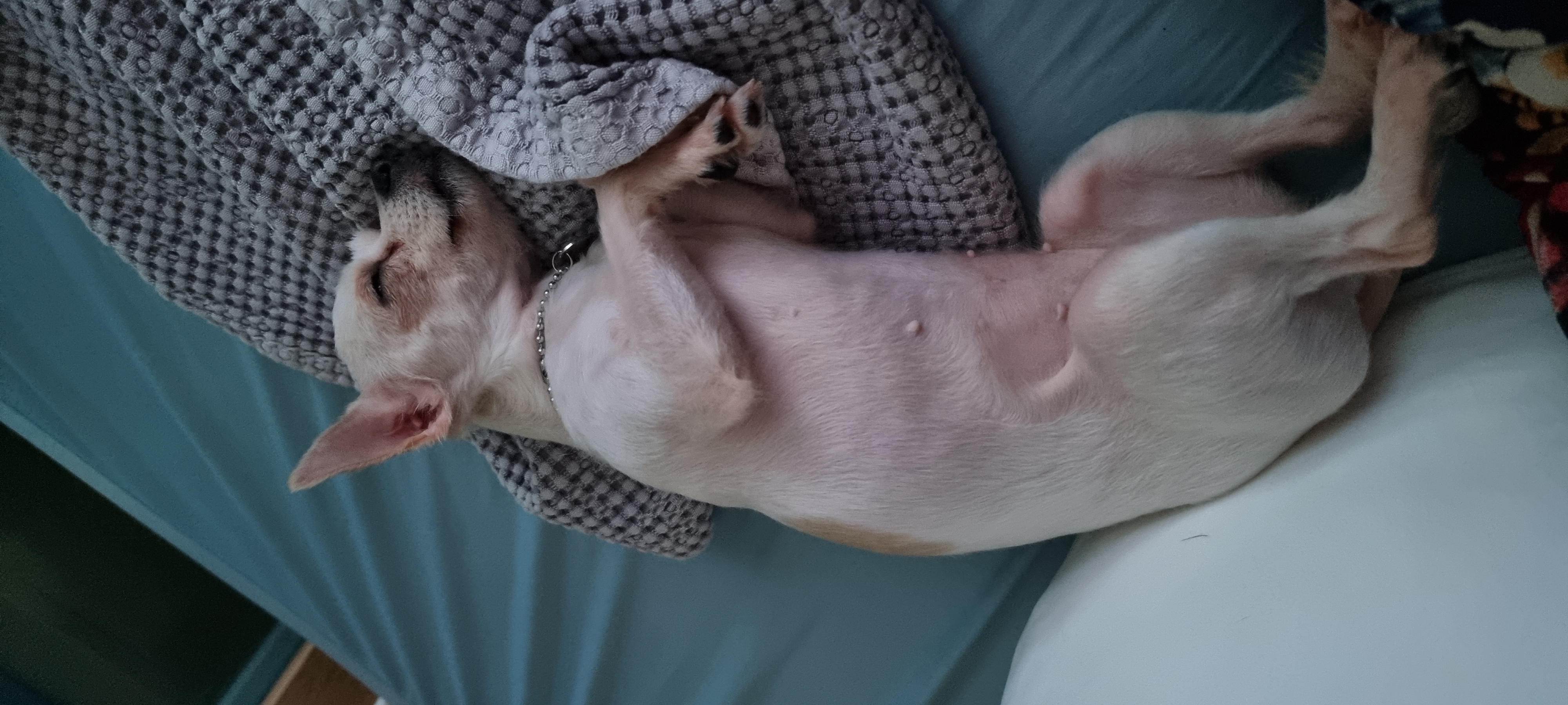 (올리) 산책 적응 완료