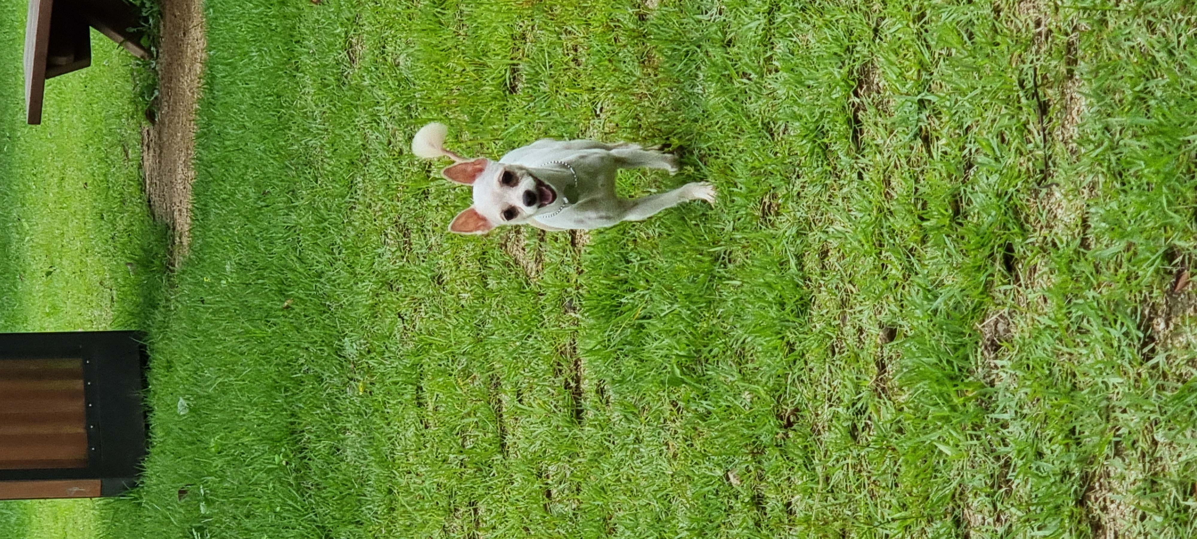 (올리) 산책 적응 완료