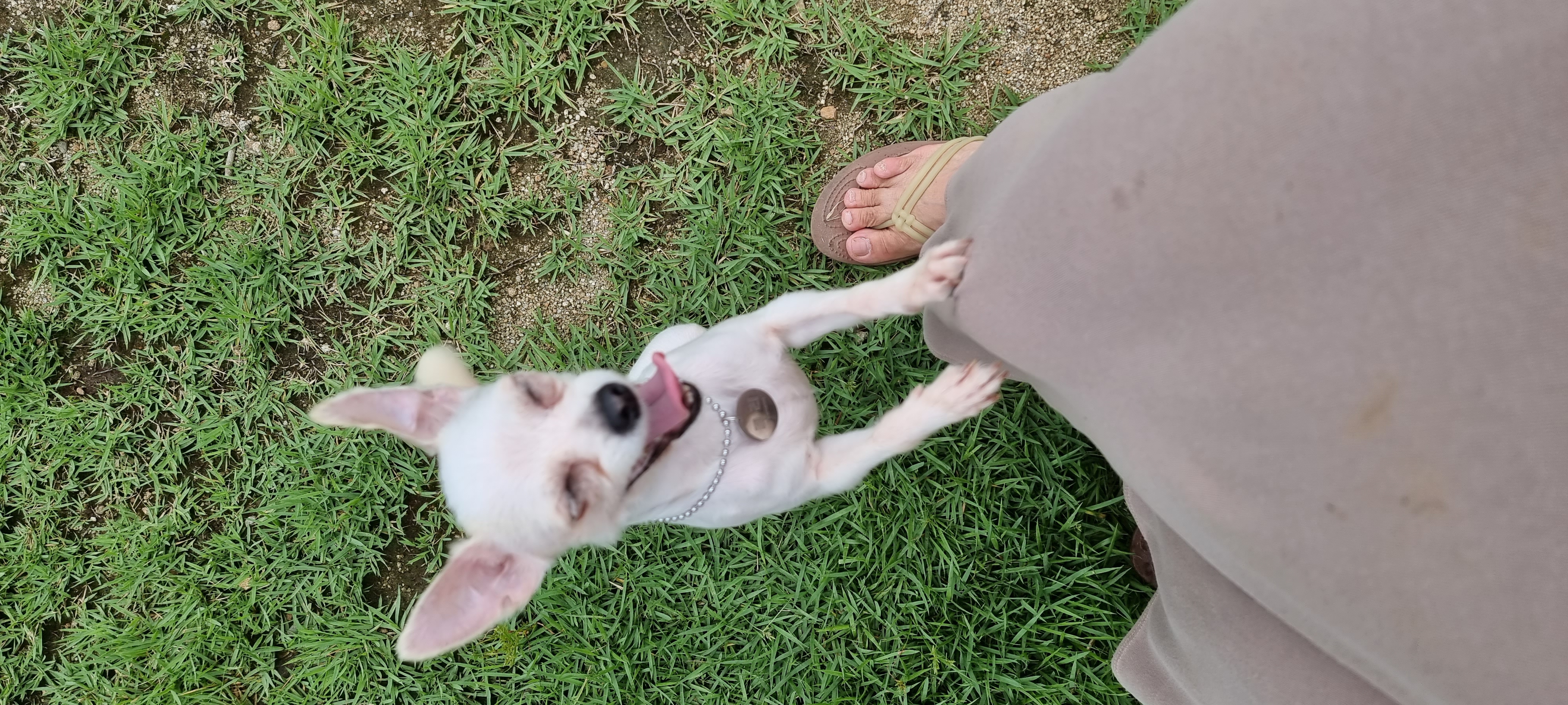 (올리) 산책 적응 완료