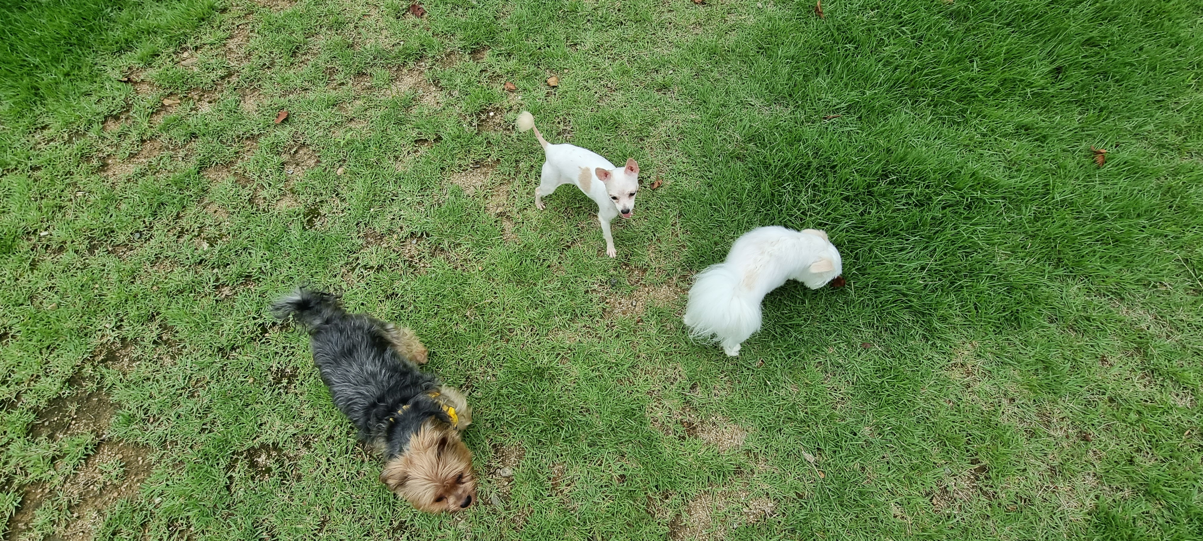 (올리) 산책 적응 완료