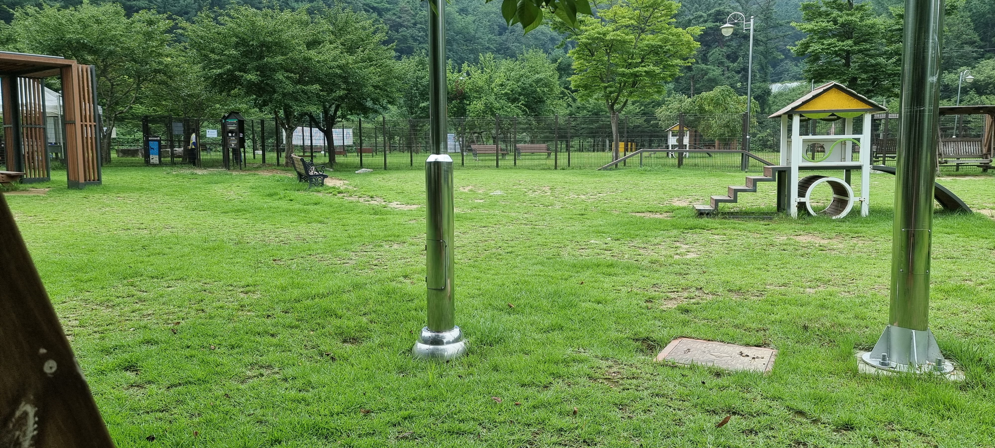 (올리) 산책 적응 완료