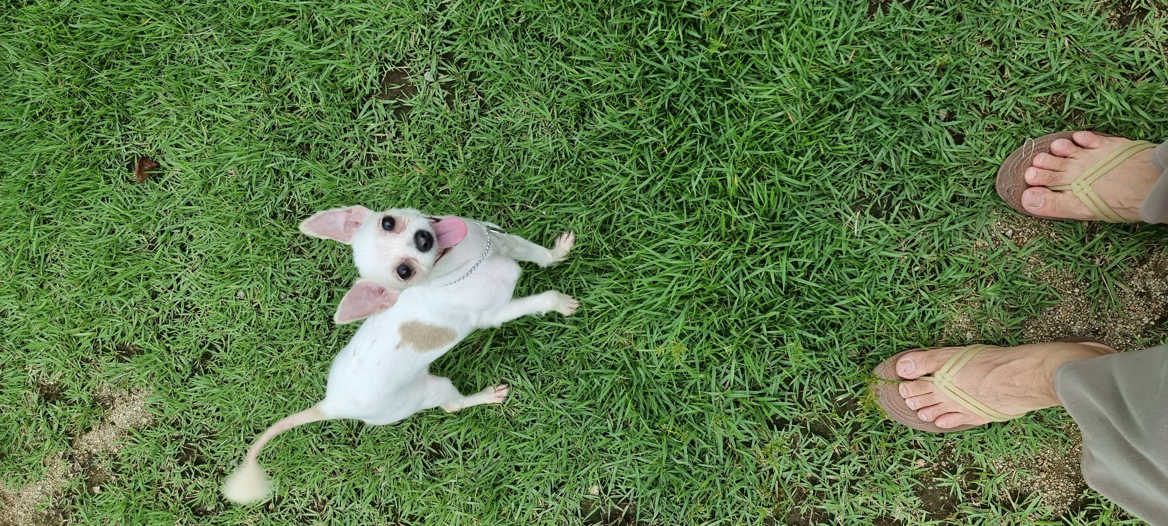 (올리) 산책 적응 완료