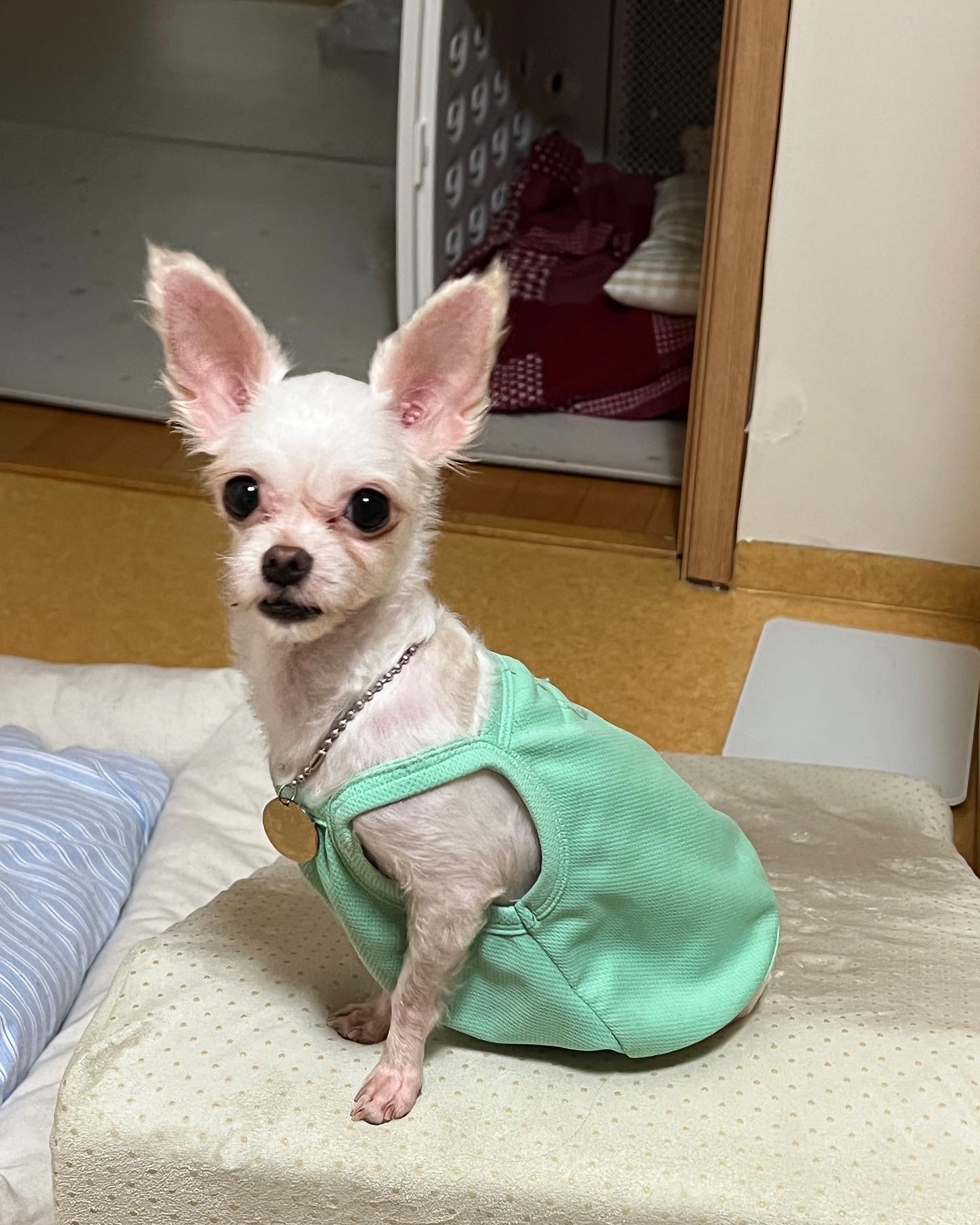 아산 애니멀호더 가희(나엘)