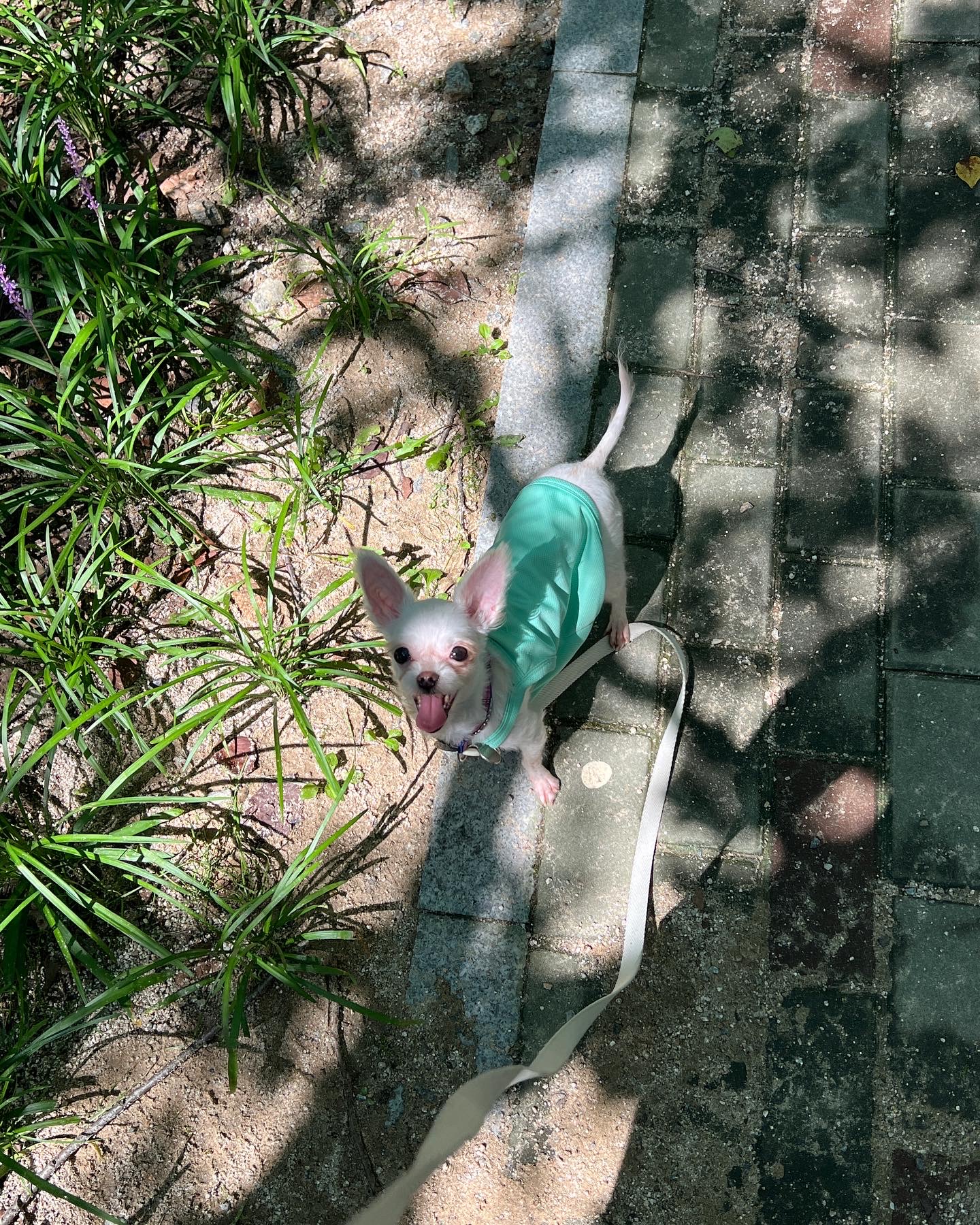 아산 애니멀호더 가희(나엘)