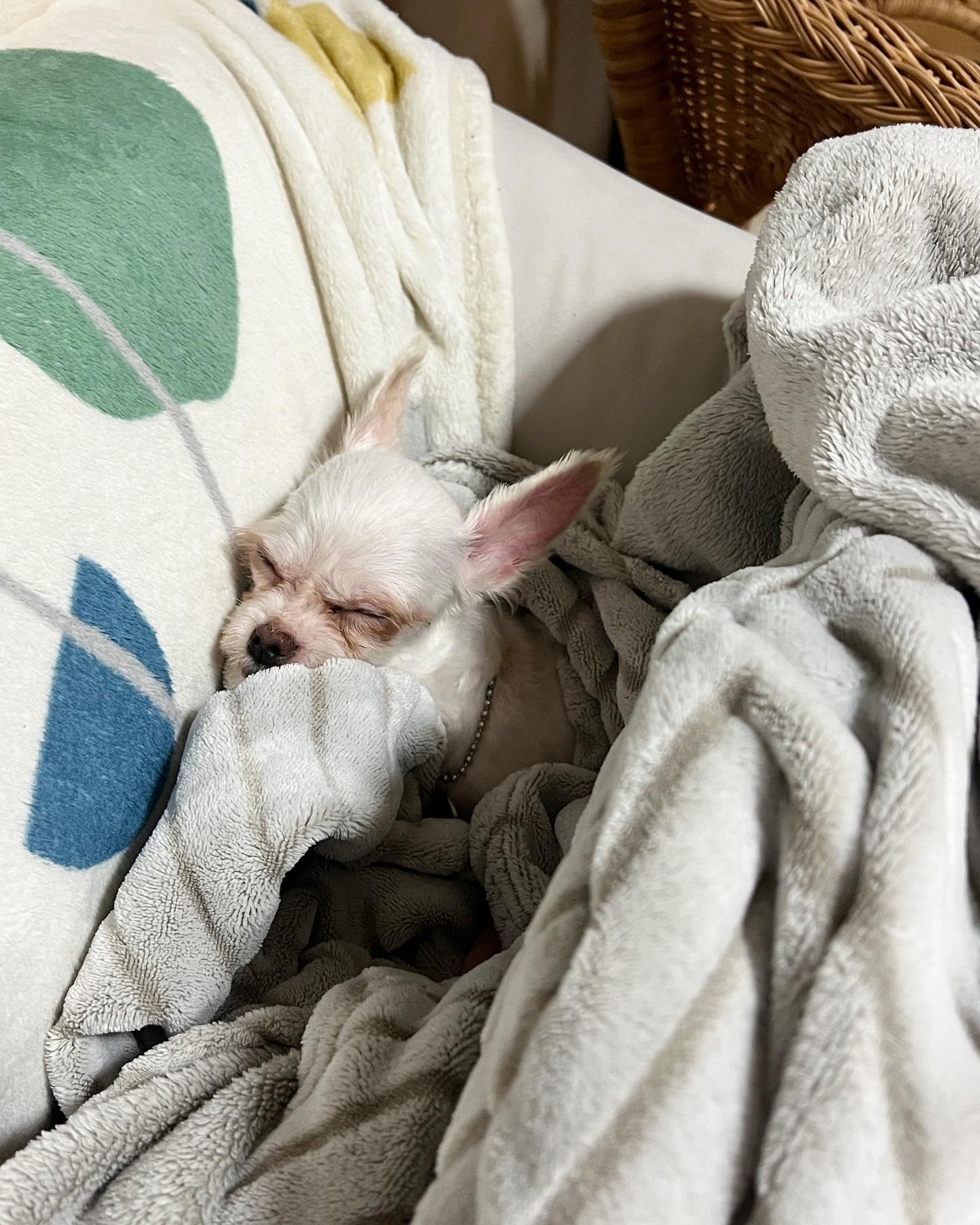 아산 애니멀호더 가희(나엘)