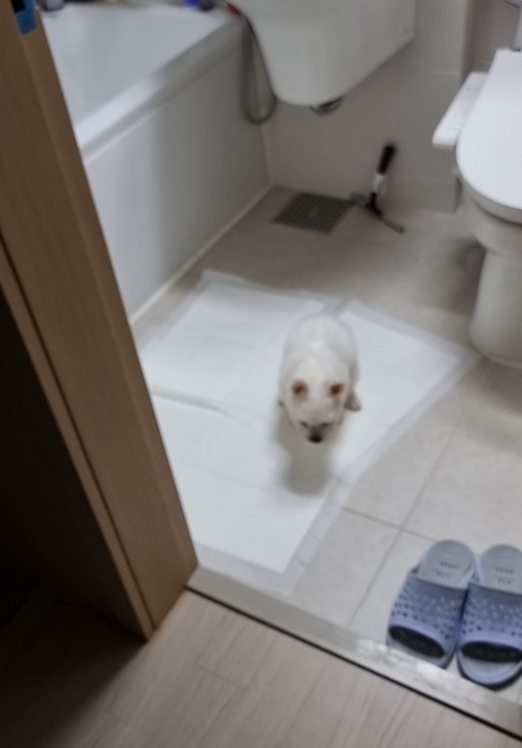 썬(포치)입양 4일차