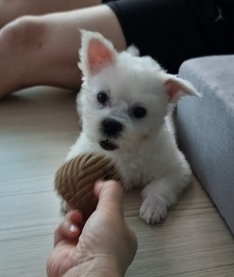 썬(포치)입양 4일차