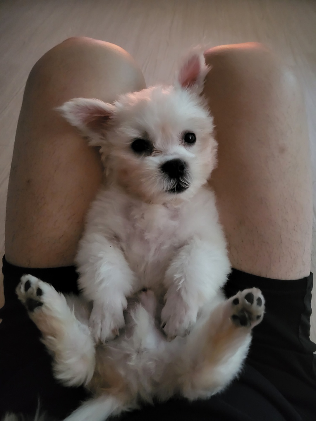 썬(포치)입양 4일차