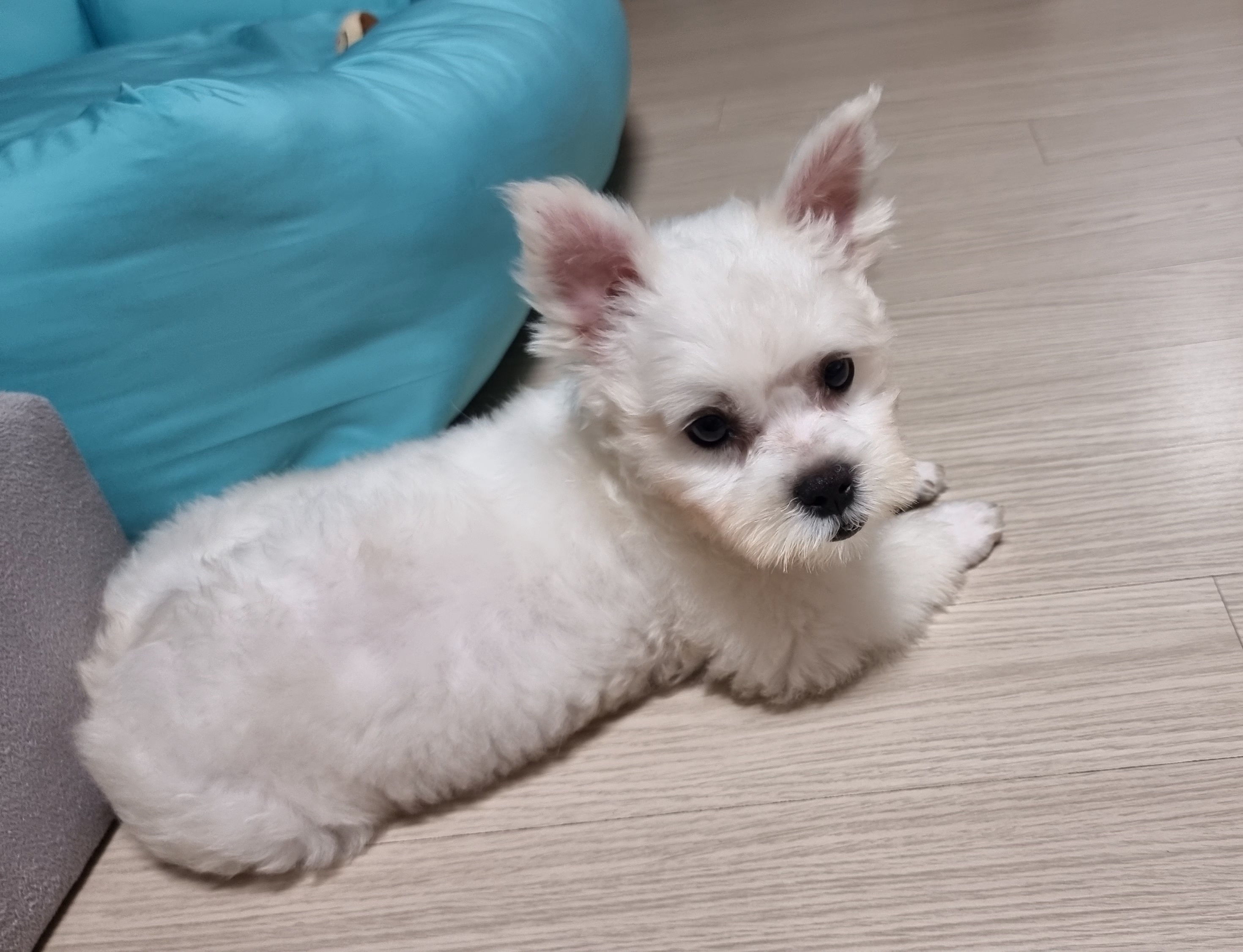 썬(포치)입양 4일차