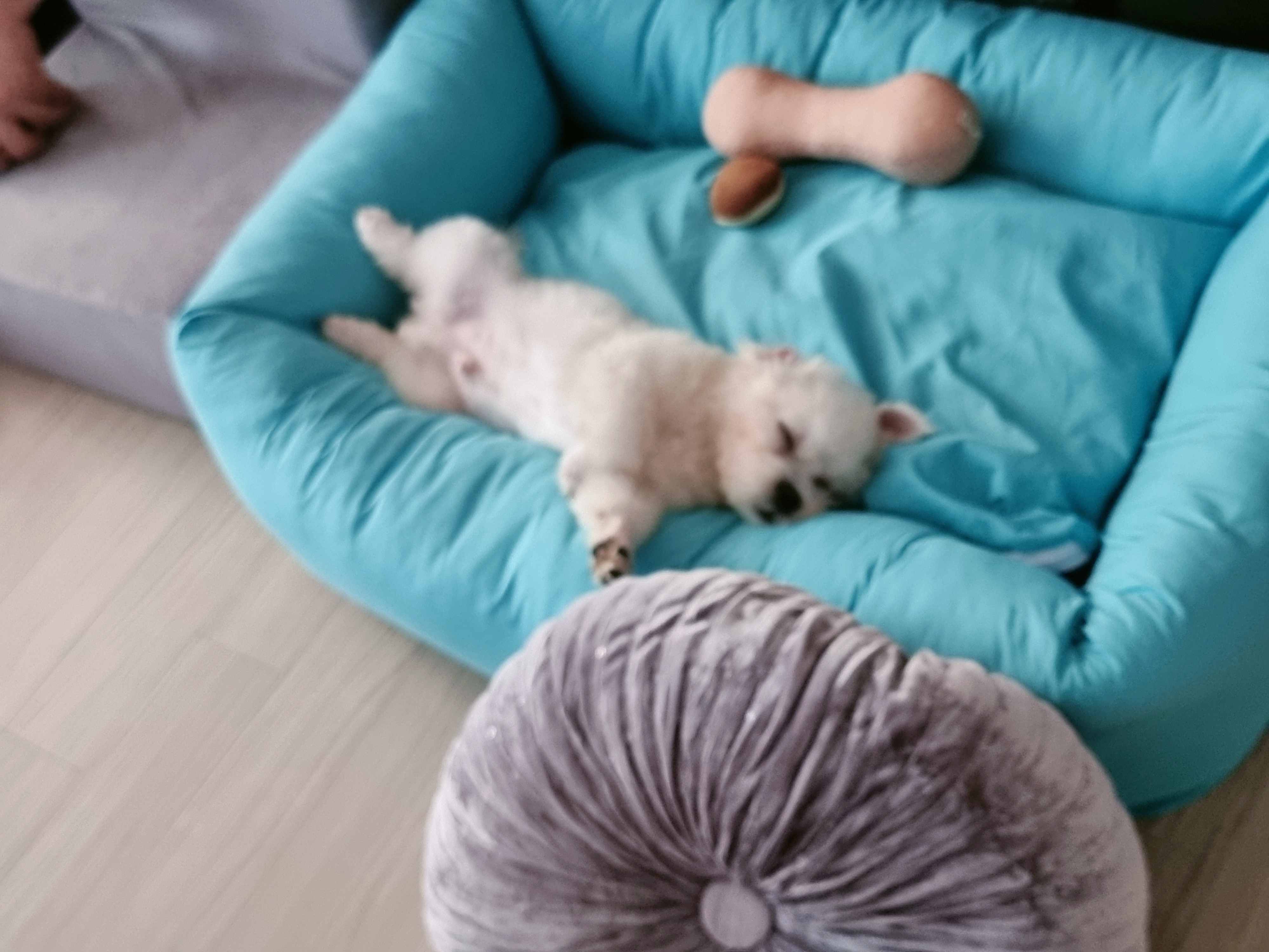 썬(포치)입양 4일차