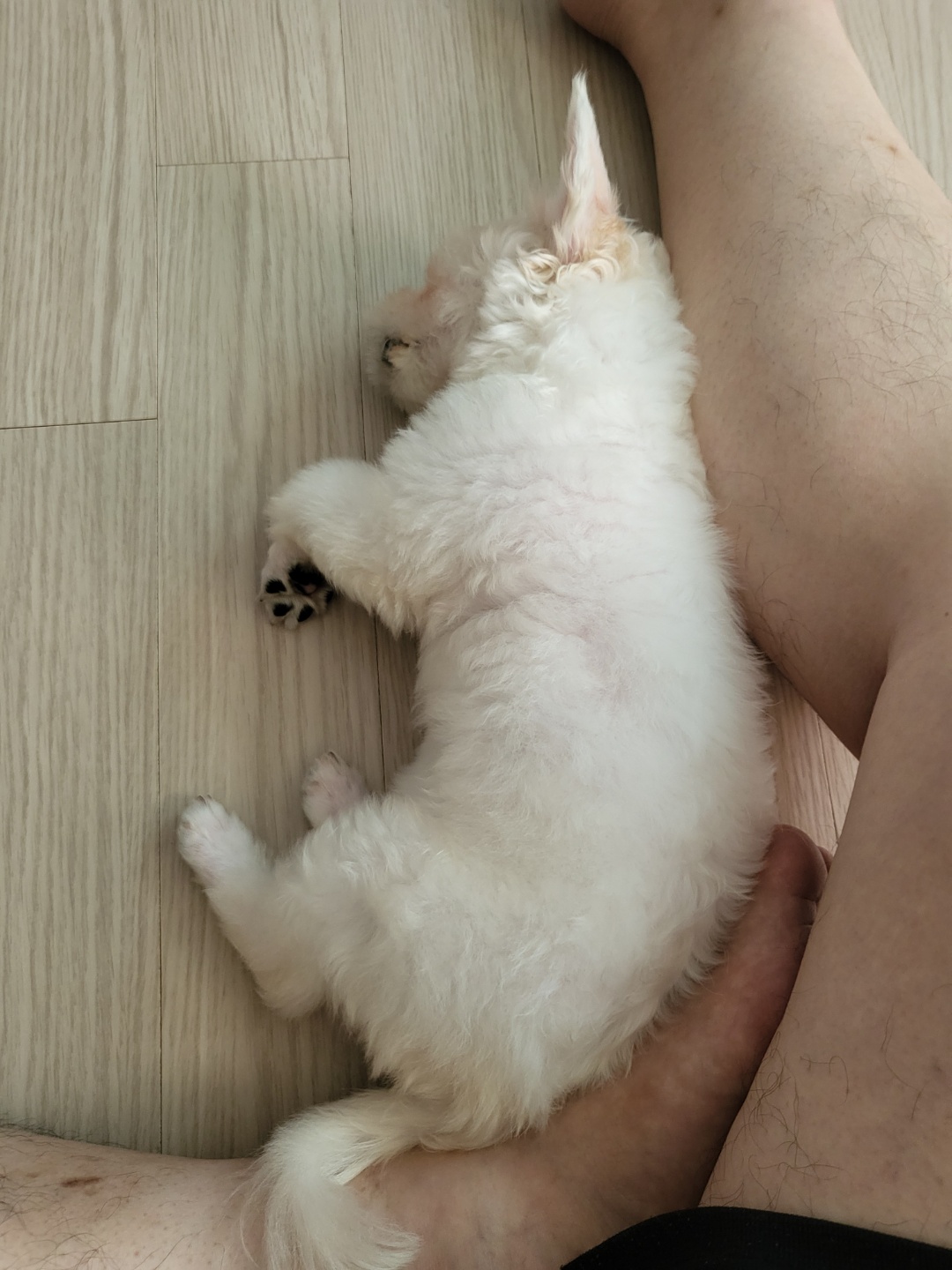 썬(포치)입양 4일차