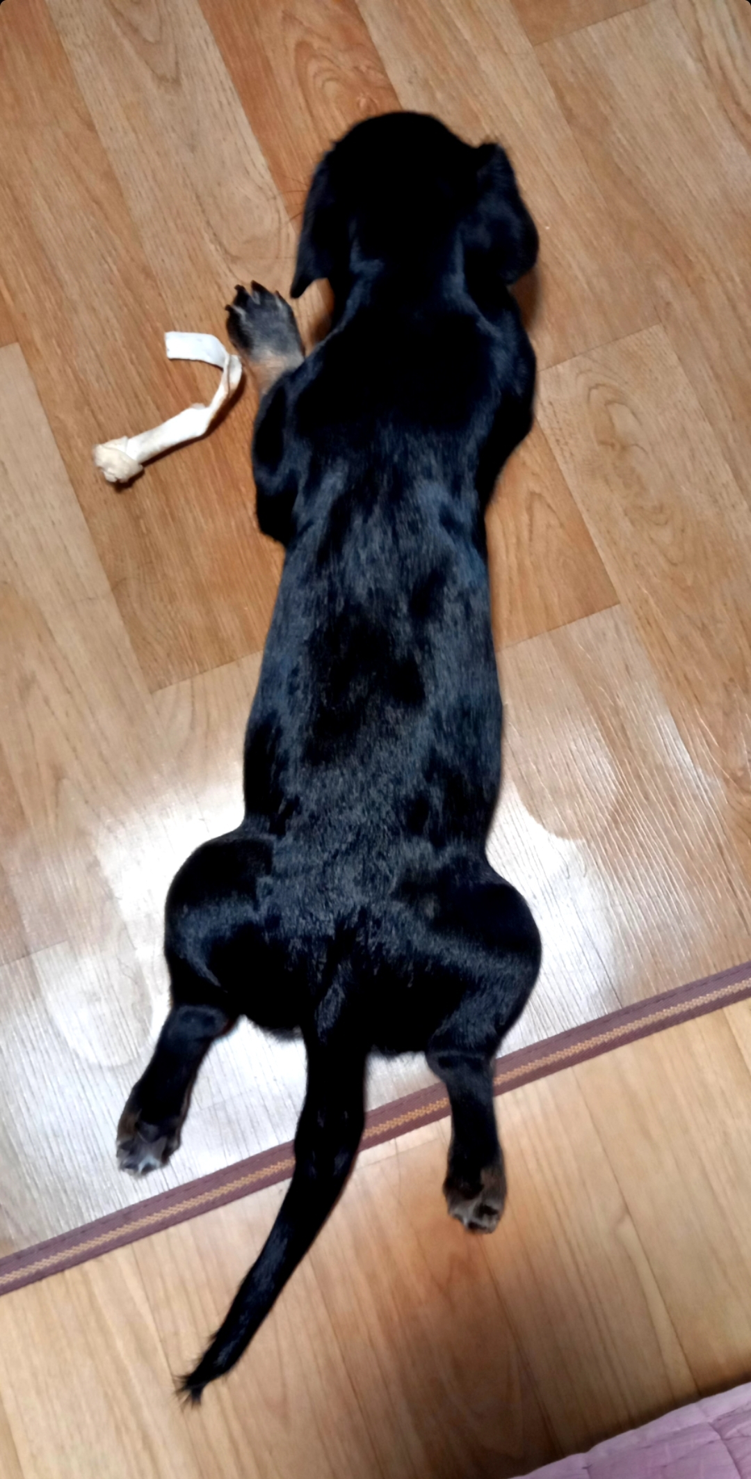 쫑이(무양이)가 정말 많이 컸어요~^   ^