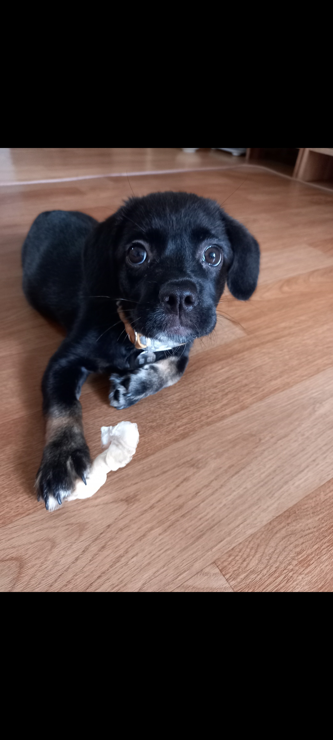 쫑이(무양이)가 정말 많이 컸어요~^   ^