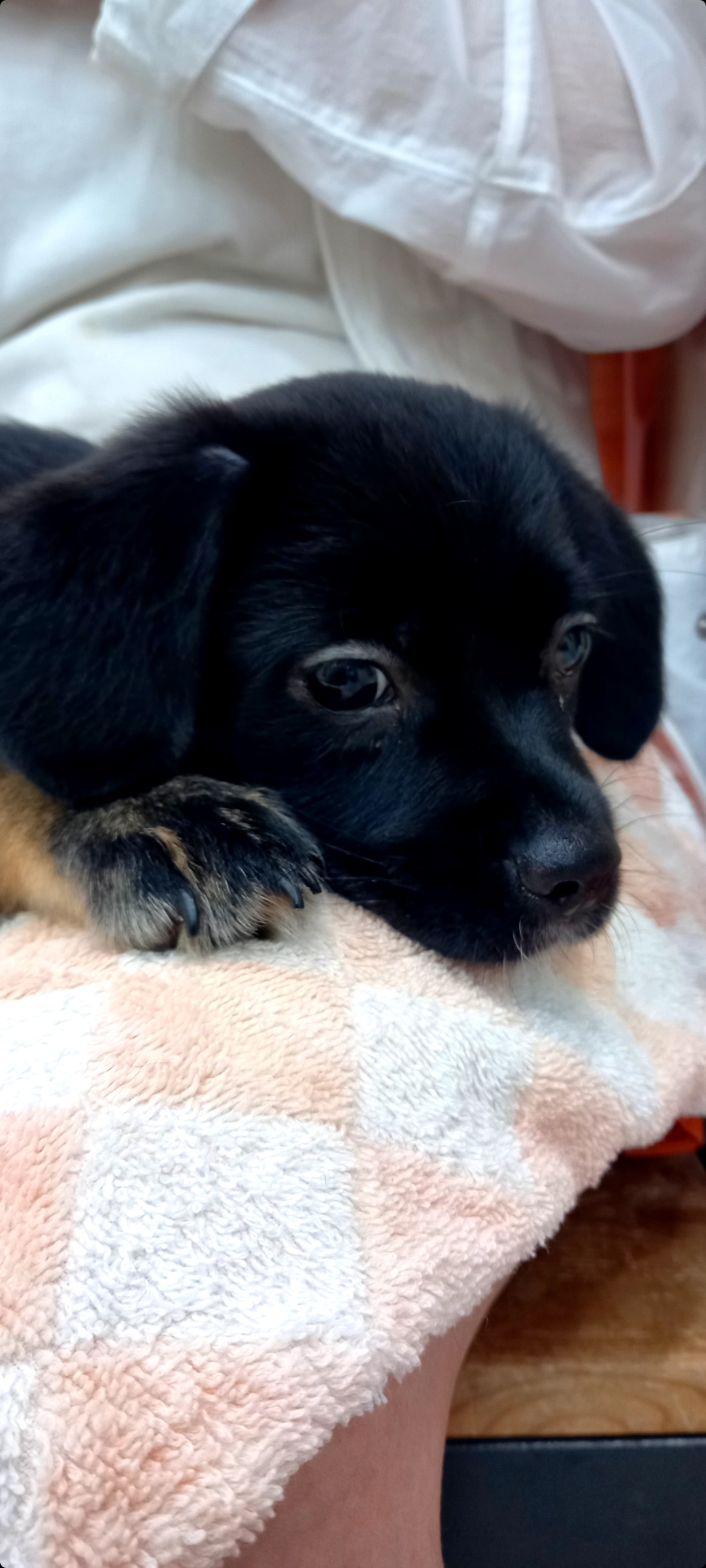 쫑이(무양이)가 정말 많이 컸어요~^   ^