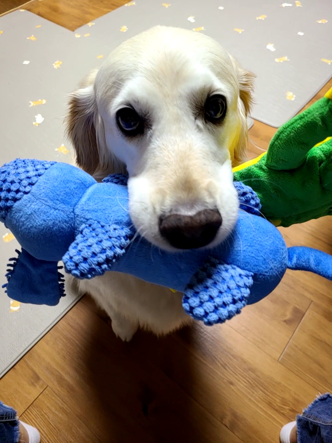 호박이(고양4번)이는 잘 있습니다.