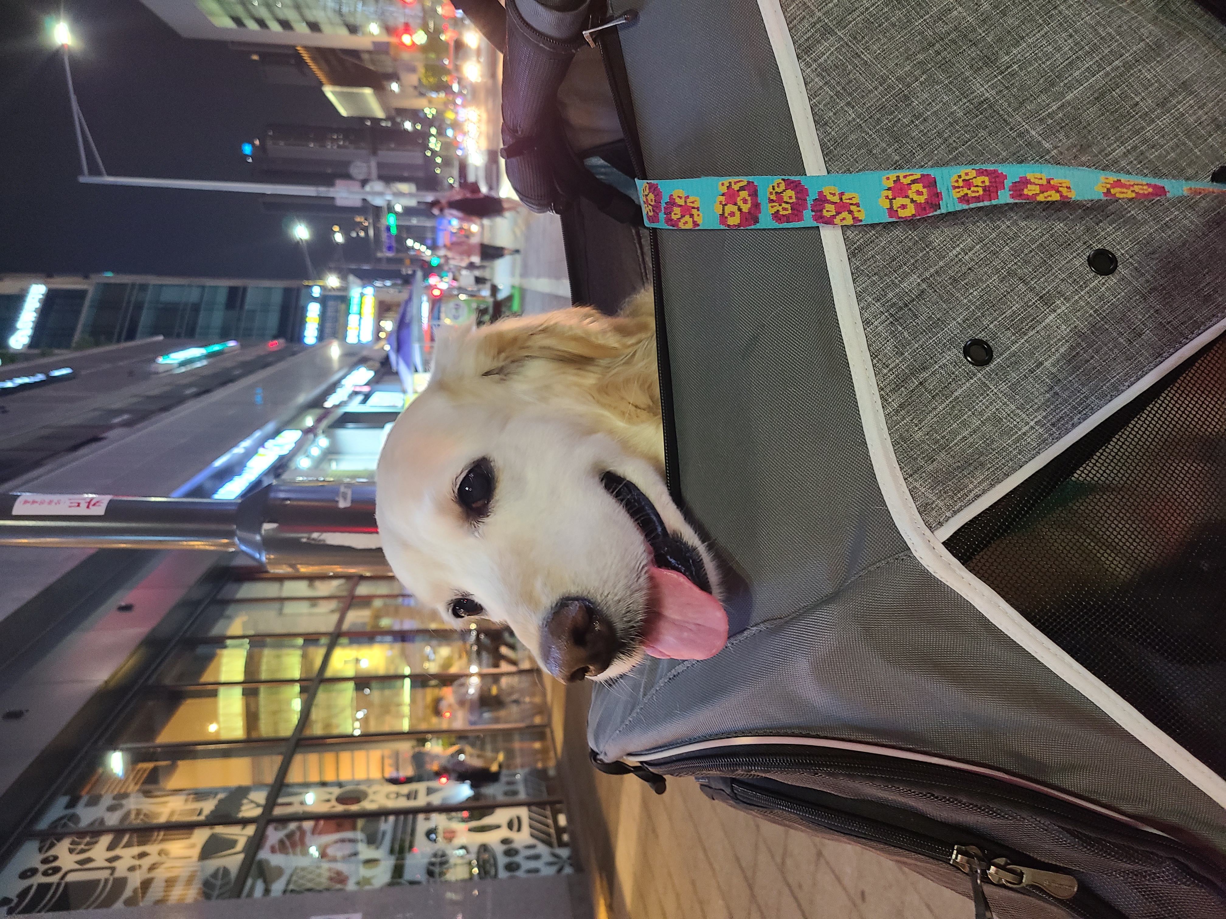 호박이(고양4번)이는 잘 있습니다.