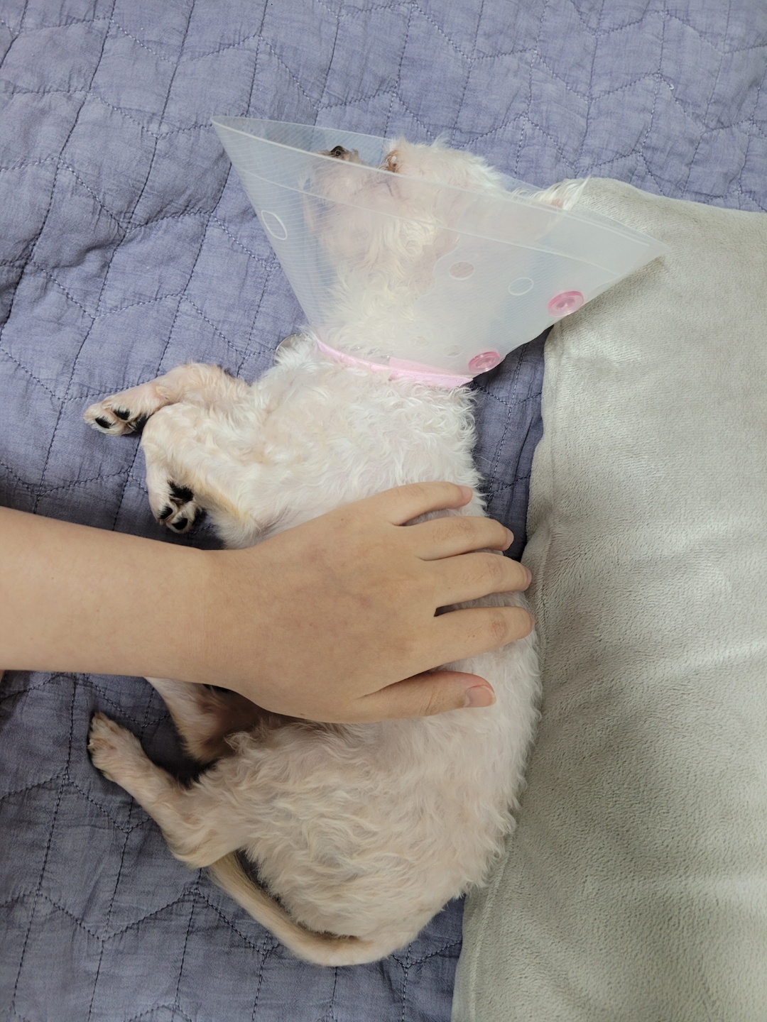 세라 임보 일주일 차 