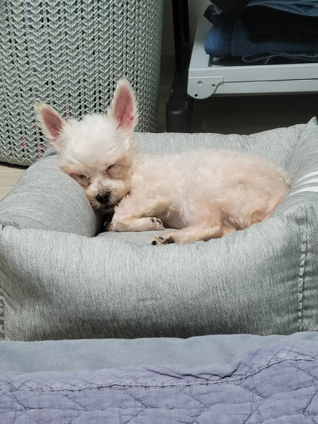 세라 임보 일주일 차 