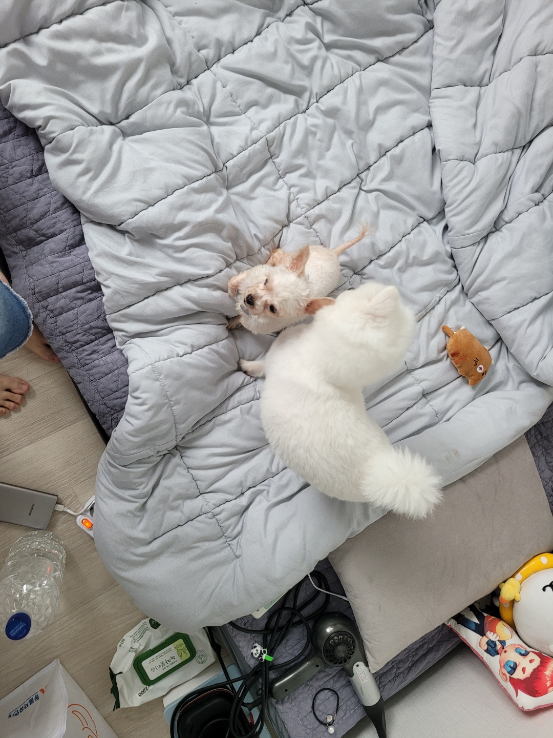 세라 임보 일주일 차 