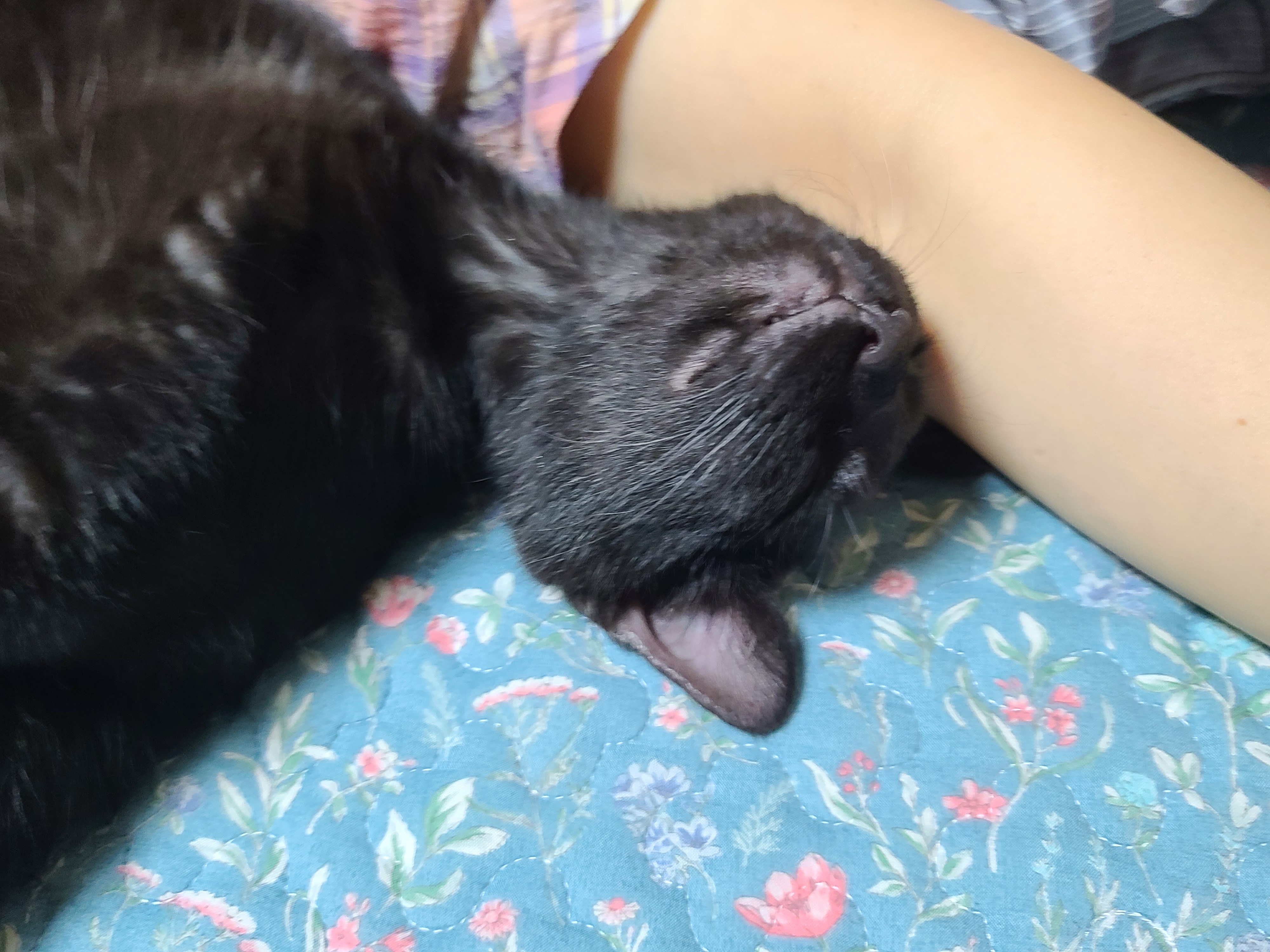 베리 입양후 한달