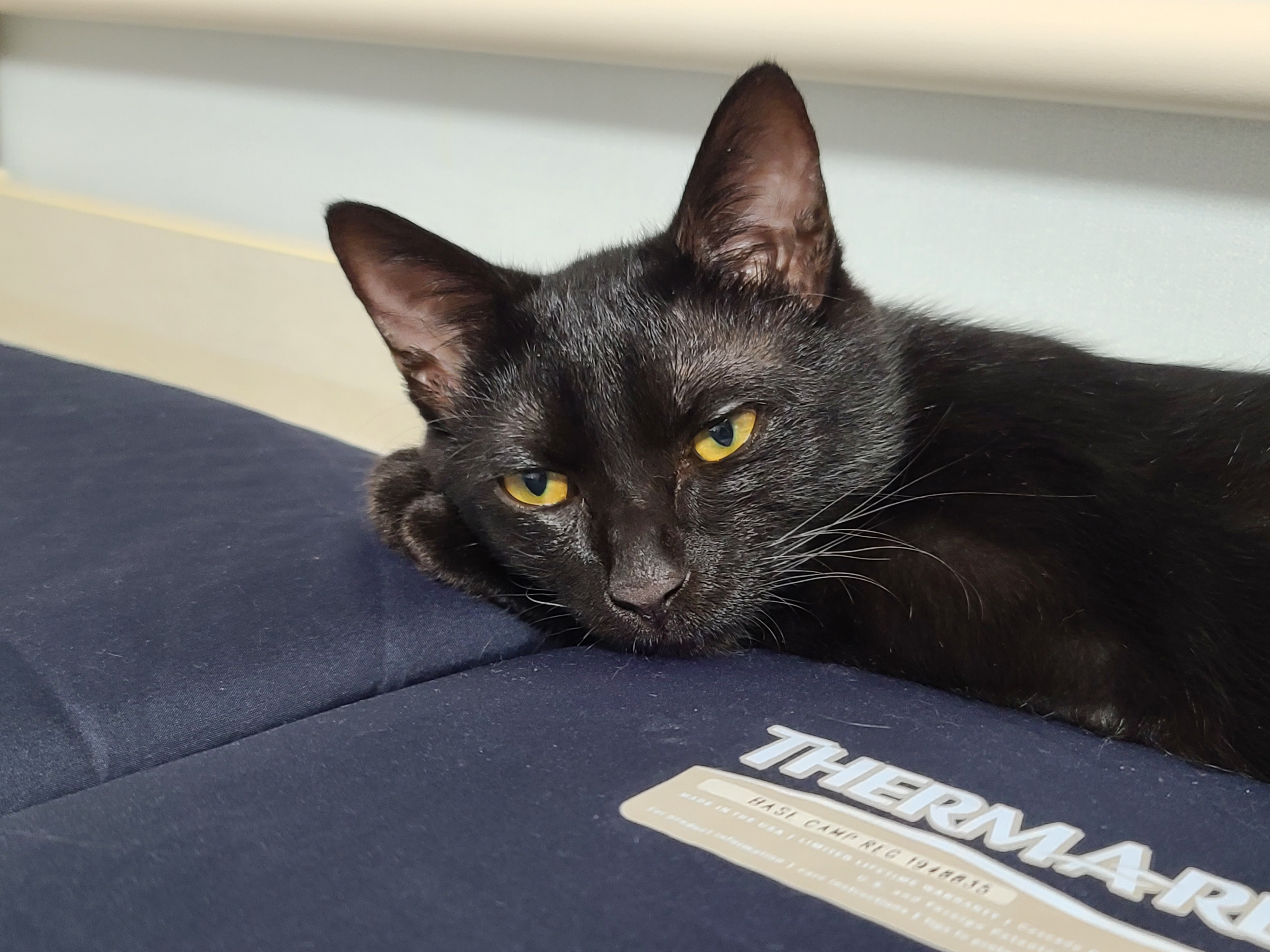 베리 입양후 한달