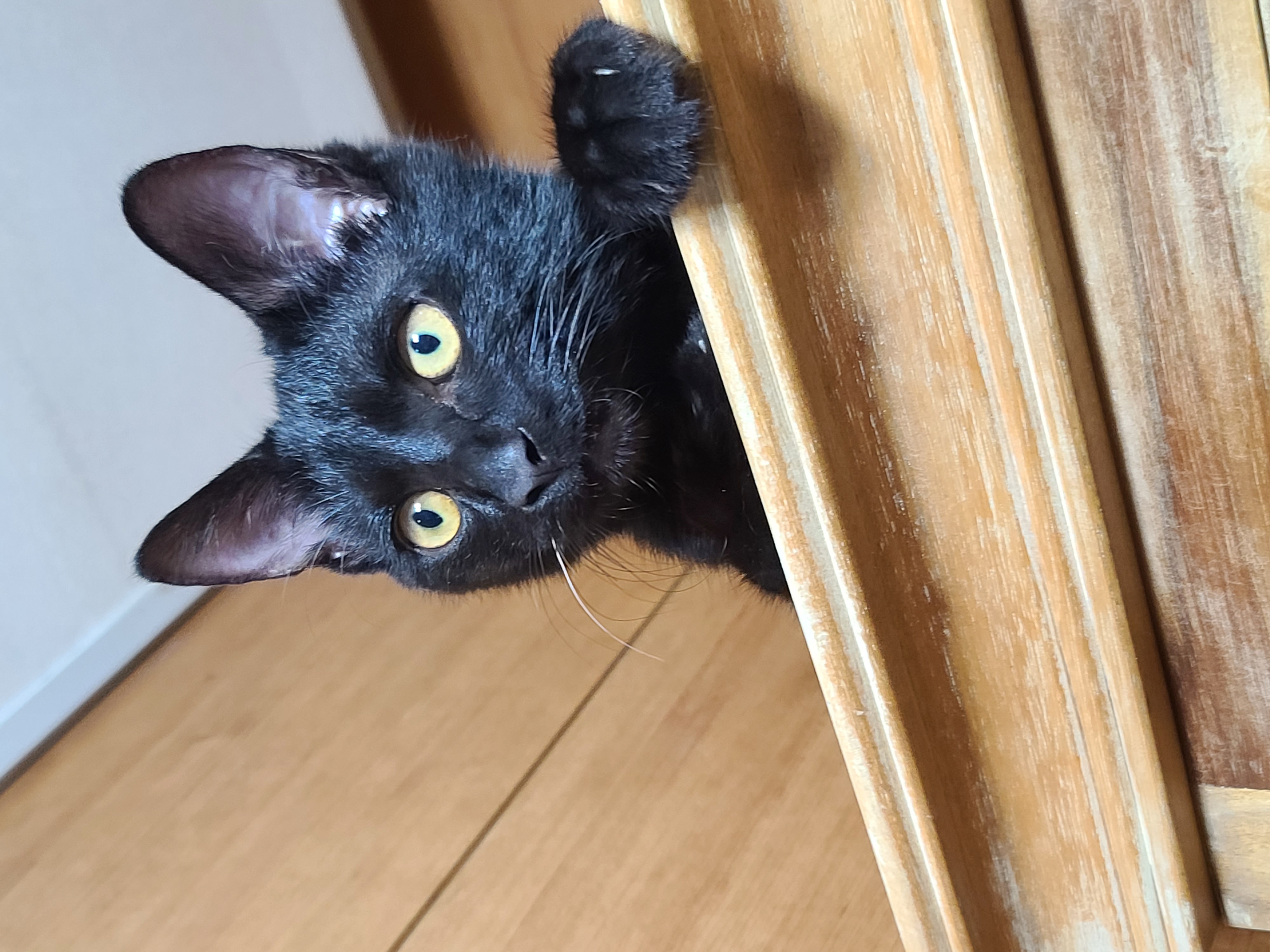 베리 입양후 한달