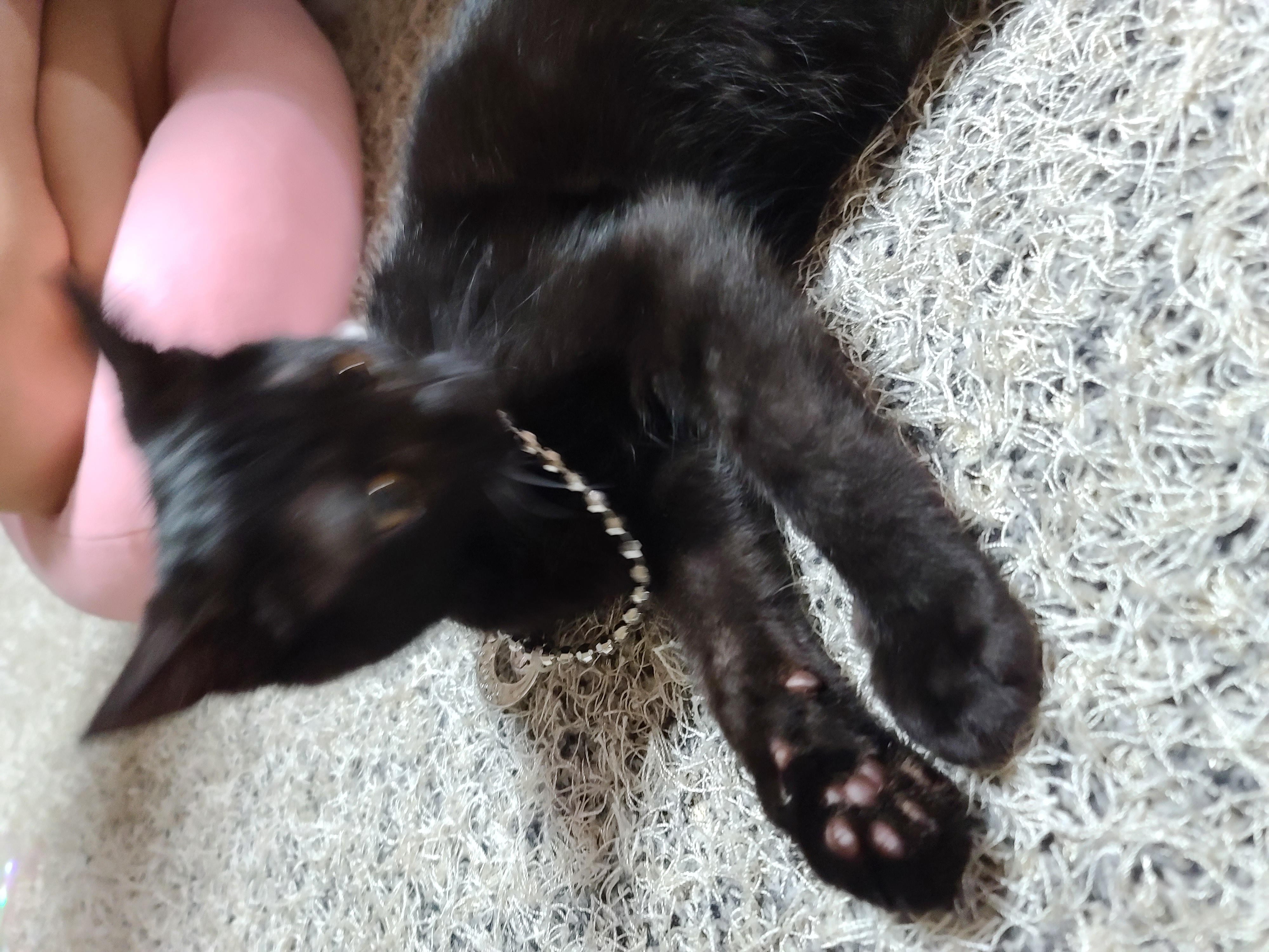 베리 입양후 한달