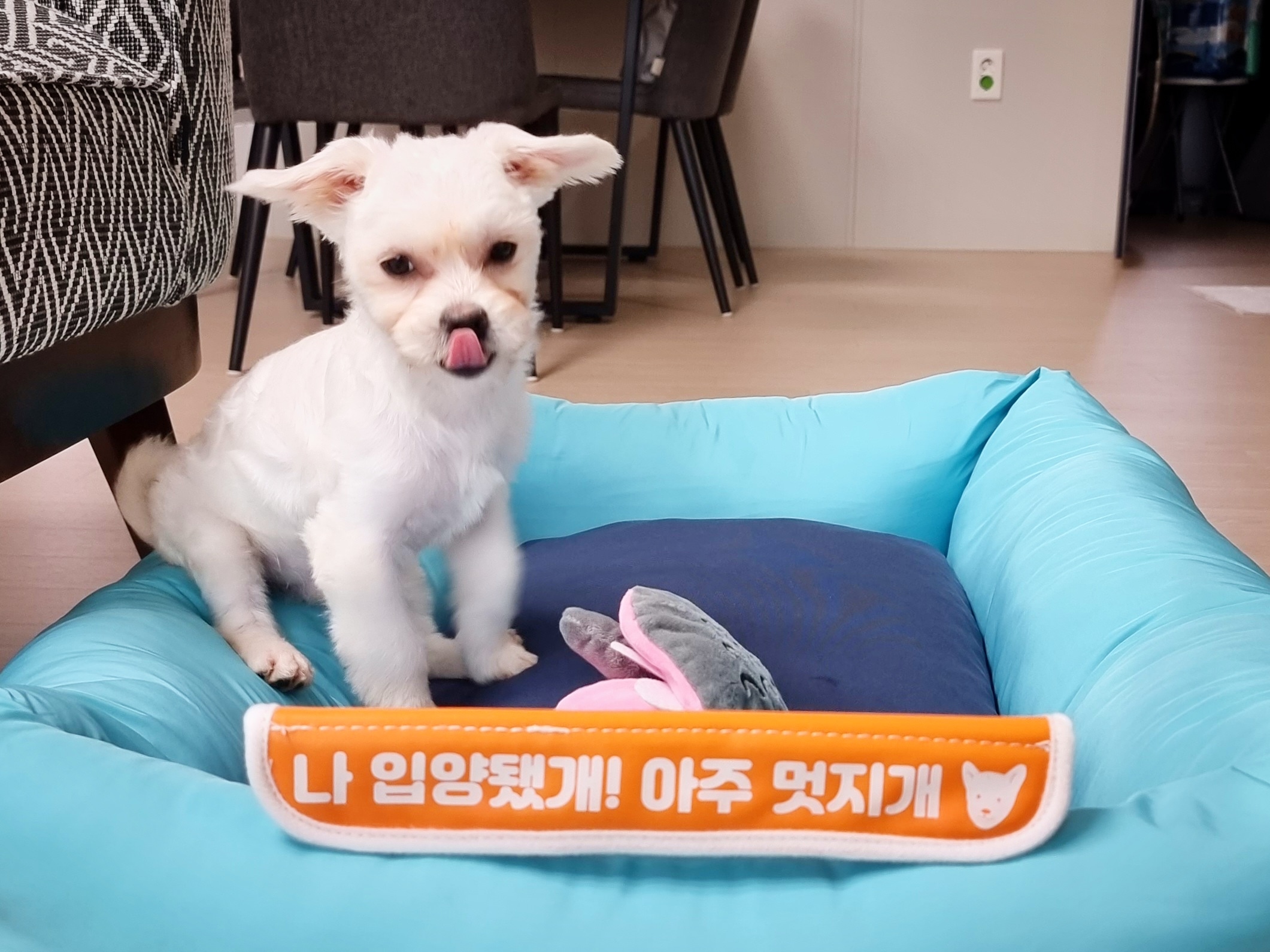 두유(포청) 입양 후기